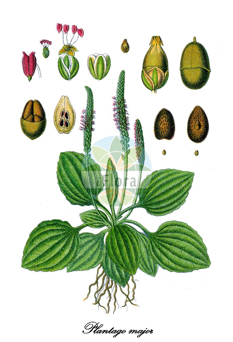 Historische Abbildung von Plantago major (Breit-Wegerich - Greater Plantain). Das Bild zeigt Blatt, Bluete, Frucht und Same. ---- Historical Drawing of Plantago major (Breit-Wegerich - Greater Plantain). The image is showing leaf, flower, fruit and seed.(Plantago major,Breit-Wegerich,Greater Plantain,Plantago latifolia,Plantago minima,Breiter Wegerich,Grosser Wegerich,Salzwiesen-Breit-Wegerich,Vielsamiger Breit-Wegerich,Plantago,Wegerich,Plantain,Plantaginaceae,Wegerichgewächse,Plantain Family,Blatt,Bluete,Frucht,Same,leaf,flower,fruit,seed,Sturm (1796ff))