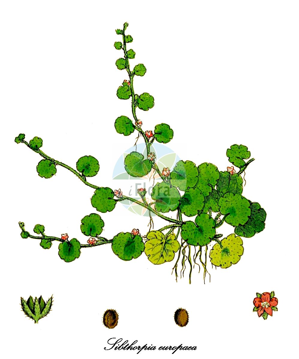 Historische Abbildung von Sibthorpia europaea (Cornish Moneywort). Das Bild zeigt Blatt, Bluete, Frucht und Same. ---- Historical Drawing of Sibthorpia europaea (Cornish Moneywort). The image is showing leaf, flower, fruit and seed.(Sibthorpia europaea,Cornish Moneywort,Sibthorpia,Sibthorpie,Plantaginaceae,Wegerichgewächse,Plantain Family,Blatt,Bluete,Frucht,Same,leaf,flower,fruit,seed,Sowerby (1790-1813))