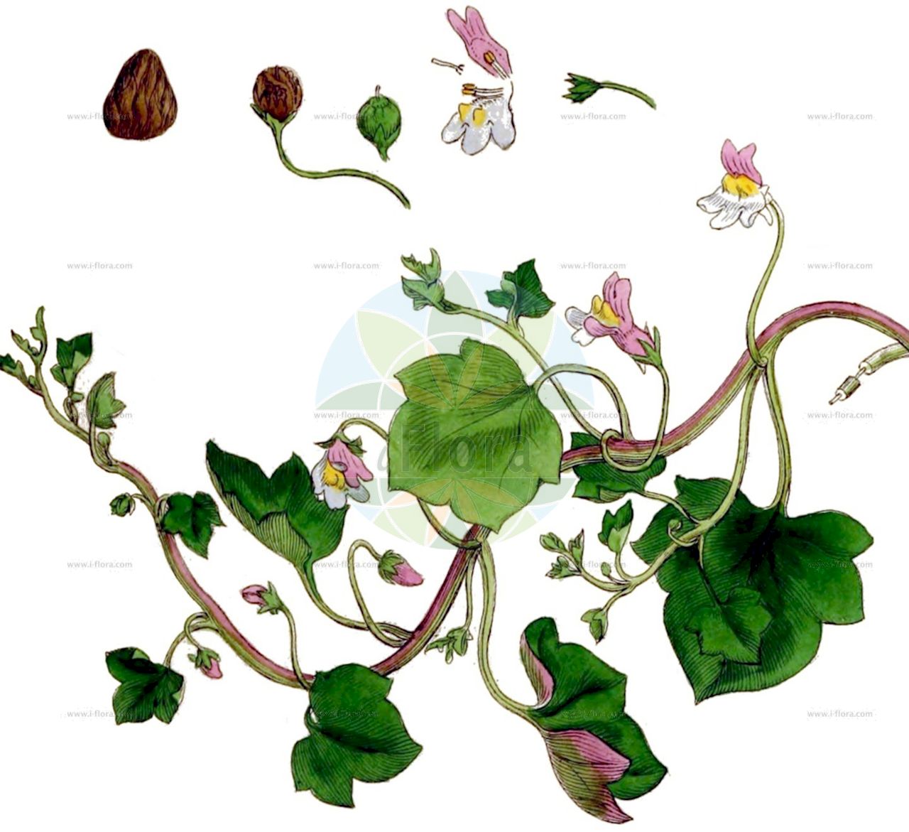 Cymbalaria muralis - Plantaginaceae,Plantae,Pteridobiotina,Angiosperms,Lamiales,Plantaginaceae,Cymbalaria,Cymbalaria muralis,Antirrhinum cymbalaria, Antirrhinum hederaceum, Antirrhinum hederifolium, Antirrhinum muralis, Cymbalaria cymbalaria, Cymbalaria hederacea, Linaria cymbalaria, Tursitis cymbalaria,Mauer-Zimbelkraut;Zimbelkraut;ivy-leaved toadflax;kenilworth ivy;Cymbalaire;Ruine de Rome;cymbalaire des murs;linaire cymbalaire;ruine-de-Rome;melena;corrihuela;palomilla de muro;picardía;cimbalaria;enredadera de muros;hierba de la cascadura;hierba del campanario;hierba trepadora;juntapulpa;ruina;sierpecilla del Manzanares;velo de la Virgen;Cimbalaria;ciombolino comune;parrucca;erba tondella;erba piattella;cimbalaria comune;cimbalaria dei muri;muurleeuwebek;muurleeuwenbek;ruinas;cimbalária;ruínas;violetas-de-sala;пристенная цимбалярия;цимбаляриевая льнянка;постенная цимбалярия;цимбалярия постенная;цимбалярия пристенная;льнянка цимбаляриевая;льнянка цимбаловидная;ak nakkaşotu;cimbalare;heura de flor;picardia;klobučić;murreva;vedbend-torskemund;cymbalaria bluszczykowata;cymbalaria murowa;lnica bluszczykowata;lnica murowa;ツタバウンラン;shitaba-un-ran;tsutabaunran;zidni poponec;kőfali pintyő;zvěšinec zední;cimbalok múrový;цимбалярія мурова;стенна конопка;пузећи ланилист;tziltzel hachomot;צִלְצֵל הַחוֹמוֹת