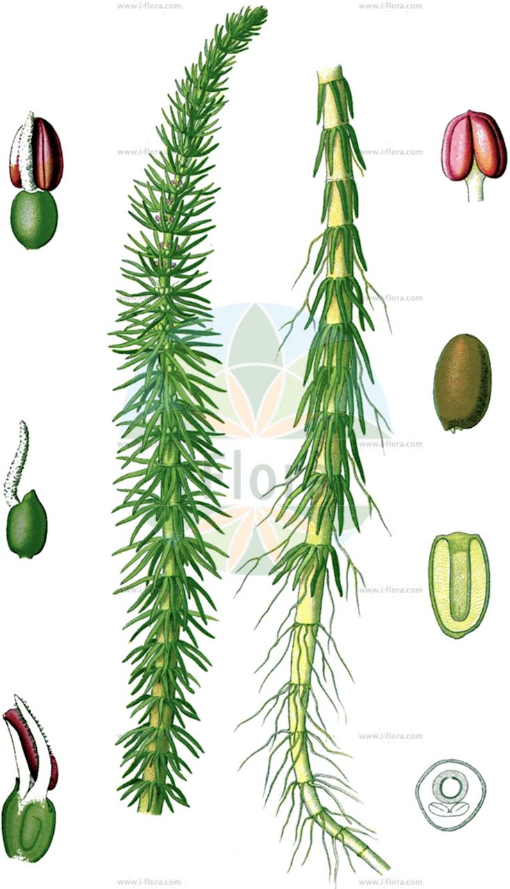 Hippuris vulgaris - Plantaginaceae,Plantae,Pteridobiotina,Angiosperms,Lamiales,Plantaginaceae,Hippuris,Hippuris vulgaris,Caullinia hippuroides, Hippuris eschscholtxii, Hippuris eschscholtzii, Hippuris fluitans, Hippuris fluviatilis, Hippuris generalis, Hippuris melanocarpa, Hippuris palustris, Hippuris polyphylla, Hippuris spiralis, Hippuris tetraphylla f. lacunarum, Hippuris verticillata, Hippuris vulgaris f. lacunarum, Hippuris vulgaris f. litoralis, Hippuris vulgaris f. vulgaris, Hippuris vulgaris var. demersa, Hippuris vulgaris var. fluitans, Hippuris vulgaris var. fluviatilis, Hippuris vulgaris var. fluviatilis, Hippuris vulgaris var. gigantea, Hippuris vulgaris var. maritima, Hippuris vulgaris var. ramificans, Hippuris vulgaris var. vulgaris, Limnopeuce vulgaris,Gewöhnlicher Tannenwedel;Tannenwedel;mare's-tail;hippuride vulgaire;common mare's-tail;Pesse commune;pesse d'eau;hippuris commun;pesse vulgaire;caballo de ninfa;cola de anguila;cola de yegua;corregüela hembra;pinillo de balsas;Coda di cavallo acquatica;lidsteng;хвостик обыкновенный;водяная сосенка;хвостник обыкновенный;kısrakkuyruğu;bishtkali ujës;hipur;hippuris;obični borak;hästsvans;almindelig hestehale;hestehale;przęstka pospolita;navadna smrečica;vízi-lófark;prustka obecná;coada calului;truskavec obyčajný;водяна сосонка;водяна сосонка звичайна;обикновена водна борика;хипурис;harilik kuuskhein;parastā skujene;hesterumpe;lamparevesikuusi;lófótur;борак;мачји реп;обични борак;paprastoji oodeguonė;ιππουρίδα;shān yè zǎo shǔ;杉叶藻属