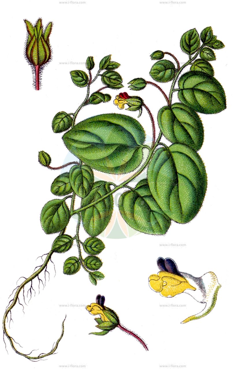 Kickxia spuria - Plantaginaceae,Plantae,Pteridobiotina,Angiosperms,Lamiales,Plantaginaceae,Kickxia,Kickxia spuria,Antirrhinum spurium, Cymbalaria spuria, Elatine spuria, Elatinoides spuria, Elatinoides spuria, Linaria spuria,Eiblättriges Tännelkraut;Unechtes Tännelkraut;Unechtes Schlangenmaul;Eiblättriges Leinkraut;Unechtes Tännelleinkraut;Eiblättriges Schlangenmaul;round-leaved fluellen;roundleaf cancerwort;female fluvellin;leafless bluebush;Linaire bâtarde;fausse velvote;kickxia bâtarde;linaire à feuilles entières;barilla lanuda;verónica hembra;Cencio molle;soldino peloso;linaria molle;cencio molle piccolo;kickxia spuria;eironde leeuwebek;onderaarse klaver;eironde leeuwenbek;falsa-veronica-da-alemanha;falsa-verónica-da-alemanha;falsa-verónica;linária-bastarda;киксия ложная;киксия ненастоящая;sivri fukaraotu;kicksia e rreme;kikse;sabatetes;sabatetes de rostoll;neprava puzaljka;onbestendige wingert;luden spjutsporre;rundsporre;rundbladet torskemund;kiksja zgiętoostrogowa;lnica zgiętoostrogowa;jajčastolistna lazica;kétszínű tátika;kétszínű tátika;úporek nepravý;úporek pochybný;avrămeasă;kiksia pochybná;oštepovka pochybná;кіксія несправжня;трескавче;шпореста набитка;шарена киксија;шарени ланилист;af'appit agullat-'alim;עַפְעַפִּית עֲגֻלַּת-עָלִים;xetbet l-art safra