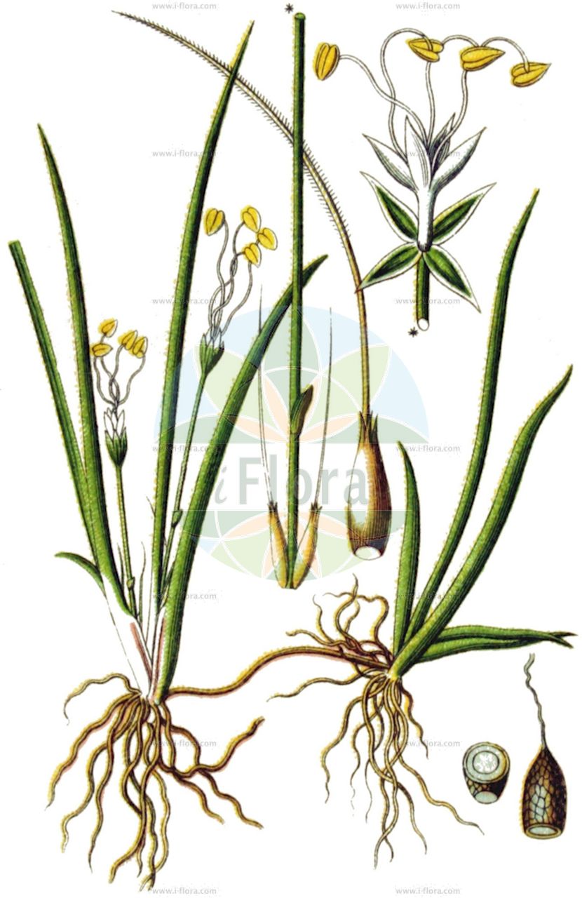 Littorella uniflora - Plantaginaceae,Plantae,Pteridobiotina,Angiosperms,Lamiales,Plantaginaceae,Littorella,Littorella uniflora,Littorella juncea, Littorella lacustris, Littorella lacustris var. hirsuta, Littorella uniflora var. uniflora, Plantago uniflora,Strandling;Europäischer Strandling;shoreweed;american shoreweed;Littorelle uniflore;Littorella;littorella uniflora;oeverkruid;прибрежница одноцветковая;močvarka šiljkolistna;strandpryl;strandbo;brzeżyca jednokwiatowa;pobřežnice jednokvětá;pobrežnica jednokvetá;silmjärvikas;vienzieda krastene;tjerngras;raani;tjarnalaukur
