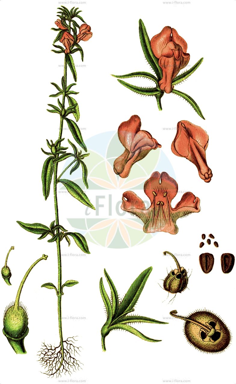 Misopates orontium - Plantaginaceae,Plantae,Pteridobiotina,Angiosperms,Lamiales,Plantaginaceae,Misopates,Misopates orontium,Agorrhinum orontium, Antirrhinum calycinum var. rubra, Antirrhinum orontium,Gewöhnliches Katzenmaul;Acker-Löwenmaul;Katzenmaul;Feld-Löwenmaul;weasel's-snout;lesser snapdragon;muflier rubicond;calf's-snout;corn snapdragon;linear-leaved snapdragon;wild antirrhinum;linearleaf snapdragon;Muflier des champs;muflier oronce;muflier rubicond;tête-de-mort;misopatès orontium;muflier orontium;boca de dragon;boca de conill;boca de dragón;cabeza de muerto;becerilla de los panes;becerilla dura;becerra;becerra hierba;cabeza de ternera;conejito;dragoncillo;flor de sapo;tártagos;zapatón;Gallinetta comune;antirrhino minore;antirrino dei campi;gallinella;boca di leone dei campi;ogräs-durra;olje-rättika;akker leeuwebekje;akkerleeuwebekje;kleine kalfssnuit;akerleeuwbek;akkerleeuwenbek;boca-de-leão-selvagem;focinho-de-rato;bocas-de-lobo;focinho-de-burro;focinho-de-coelho;olho-de-gato;samacalo;samacalo-de-duas-folhas;горный львиный зев;мисопатес;львиный зев горный;львиный зев полевой;мизопатес горный;мисопатес горный;asi balıkağzı;mizopat;boca de dragón;botons de gat;cap de ca;cap de mort;gallinetes;gossets;llinária rogenca;boka;kalvnos;skalleblomma;ager-løvemund;wyżlin polny;アレチキンギョソウ;arechikin-gyosô;arechikingyosô;navadni gobček;kerti oroszlánszáj;vetési oroszlánszáj;šklebivec přímý;papulienka roľná;škľabinec menší;ротики гірські;обикновена зейка;pikkuleijonankita;дивља зевалица;marit midbarit;לועית קטנה;papoċċi rqiq;papoċċi tar-raba