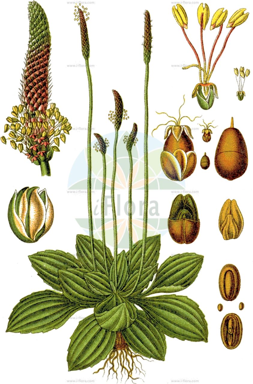 Plantago media - Plantaginaceae,Plantae,Pteridobiotina,Angiosperms,Lamiales,Plantaginaceae,Plantago,Plantago media,Arnoglossum incanum, Plantago concinna,Mittlerer Wegerich;Mittel-Wegerich;hoary plantain;plantain moyen;Plantain moyen;plantain intermédiaire;langue d'agneau;plantain blanc;plantain bâtard;llanten mediano;llanten blanquecino;llantén blanquecino;llantén mediano;llantén;morro llitón;plantaina;Piantaggine pelosa;piantaggine mezzana;petacciola piccola;plantaggine mezzana;plantaggine pelosa;piantaggine media;oosterse netelboom;ruige weegbree;подорожник средный;подорожник степной;подорожник Урвилла;подорожник Урвиллея;şimşekyaprağı;gjethedell;gjethedelli i ndërmjem;plantatge mitjà;srednji trputac;trputac;oosterse haagbeuk;rödkämpar;dunet vejbred;babka średnia;srednji trpotec;réti útifű;jitrocel prostřední;patlagina;skorocel prostredný;подорожник середній;подорожник степовий;среден живовлек;keskmine teeleht;vidējā ceļteka;dunkjempe;soikkoratamo;дугокласни трпутац;trumpakotis gyslotis