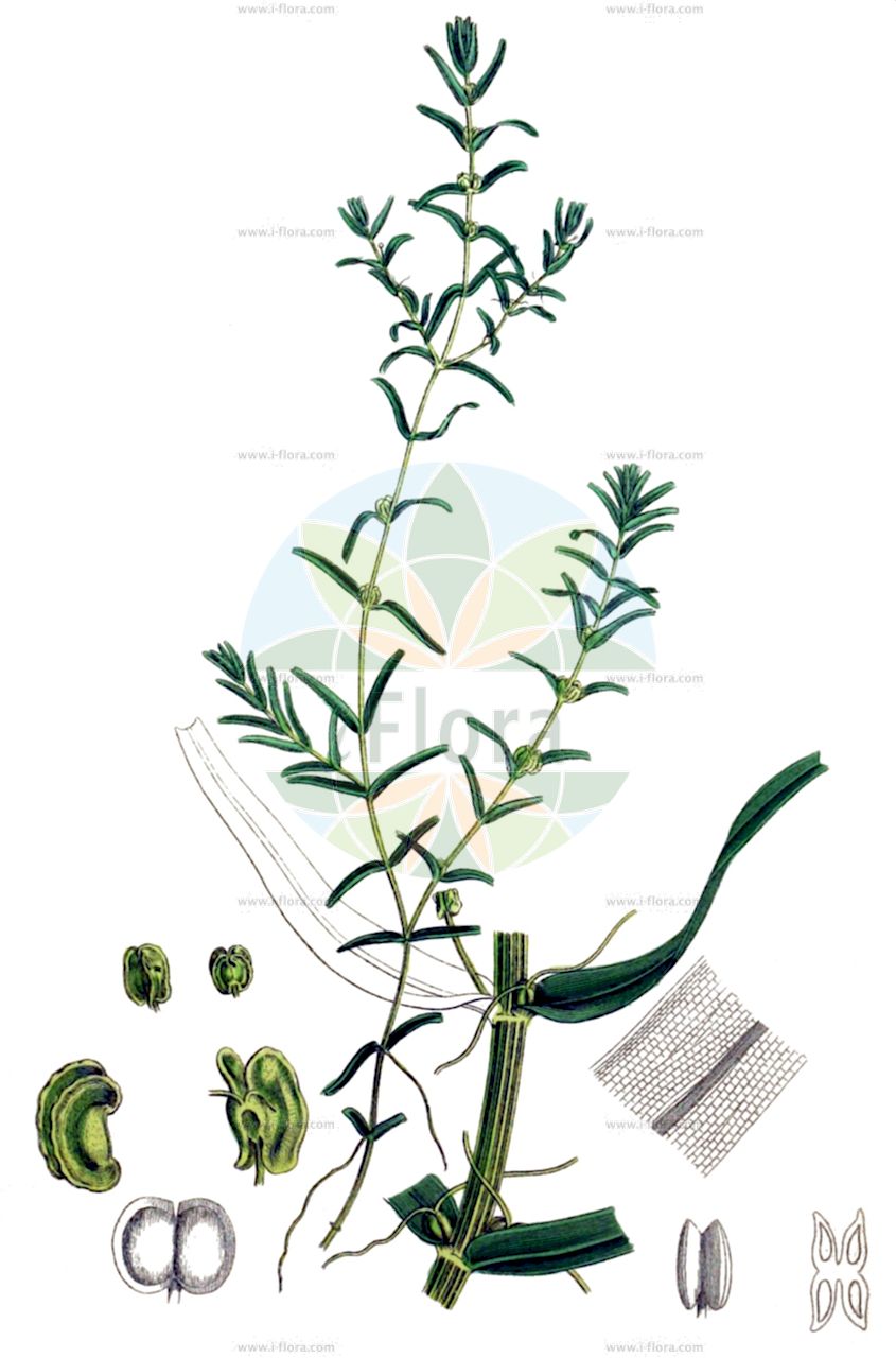 Callitriche hermaphroditica - Plantaginaceae,Plantae,Pteridobiotina,Angiosperms,Lamiales,Plantaginaceae,Callitriche,Callitriche hermaphroditica,Callitriche aquatica var. autumnalis, Callitriche autumnalis, Callitriche sessilis var. autumnalis,Herbst-Wasserstern;autumnal water-starwort;northern water-starwort;callitriche hermaphrodiate;narrow-leaf water starwort;callitriche d'automne;etoile d'eau;étoile d'eau;callitrice;odlat korn;herfststerrekroos;rondsterrenkroos;болотник обоеполый;jesenska žabovlatka;höstlånke;rzęśl jesienna;őszi mocsárhúr;hvězdoš podzimní;hviezdoš jesenný;виринниця двостатева;sügis-vesitäht;rudens ūdenīte;høstvasshår;uposvesitähti;haustbrúða;rudeninė praujenė;xiàn yè shuǐ mǎ chǐ;线叶水马齿