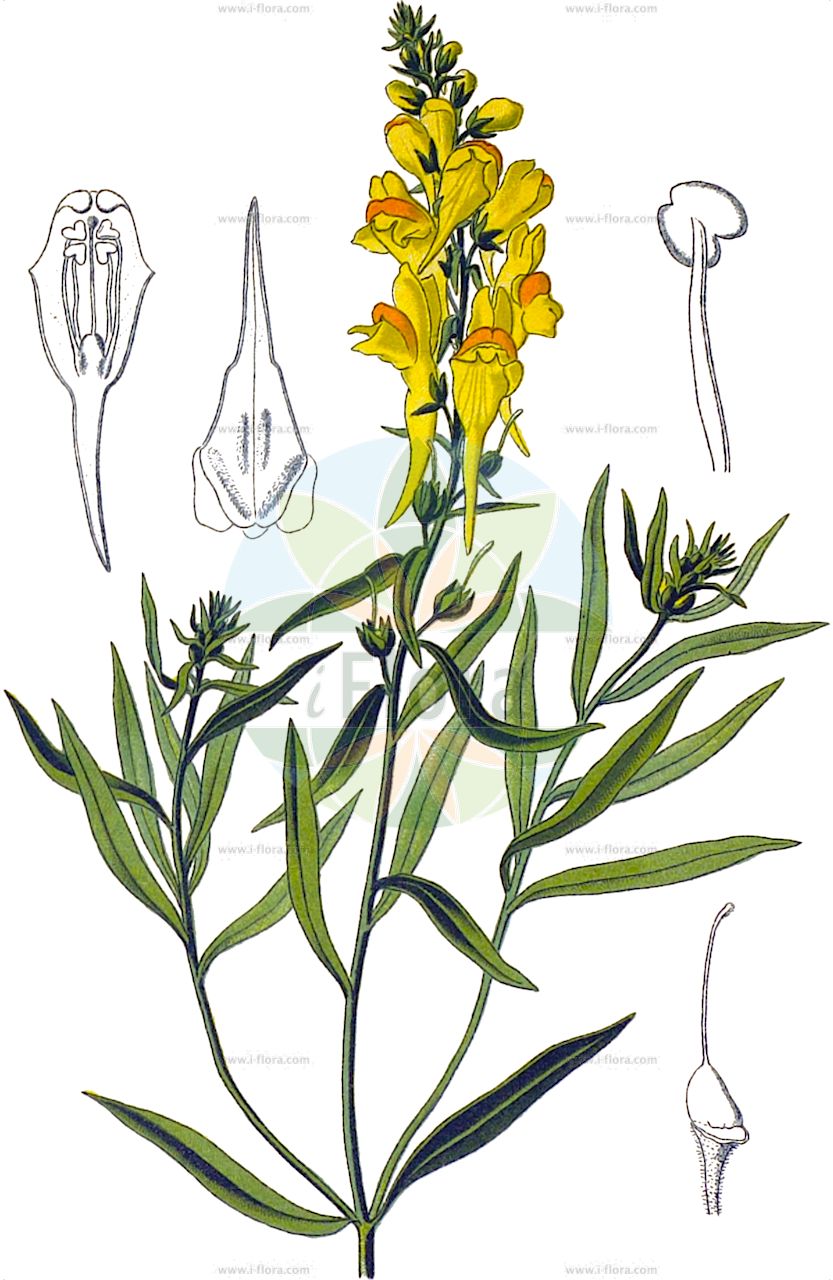 Linaria vulgaris - Plantaginaceae,Plantae,Pteridobiotina,Angiosperms,Lamiales,Plantaginaceae,Linaria,Linaria vulgaris,Antirrhinum genistifolium, Antirrhinum linaria, Antirrhinum vulgare, Linaria linaria, Peloria linaria,Gewöhnliches Leinkraut;Gemeines Leinkraut;common toadflax;yellow toadflax;butter-and-eggs;linaire vulgaire;flaxweed;wild snapdragon;Linaire commune;muflier linaire;linaire vulgaire;linaria común;pajarita;lino montesino;Linaiola comune;linaiola;linaria volgare;cordiali;linaria comune;vlasbekje;vlasleeuwebek;льнянка обыкновенная;nevruzotu;linarie;peçeruku;palometa;obični lanilist;gulsporre;almindelig torskemund;lnica pospolita;hosobaunran;ホソバウンラン;navadna madronščica;közönséges gyújtoványfű;lnice květel;pyštek obyčajný;льонок звичайний;обикновена луличка;harilik käokannus;parastā vīrcele;torskemunn;keltakannusruoho;обични ланилист;paprastoji linažolė;λινάρια;liǔ chuān yú;柳穿鱼