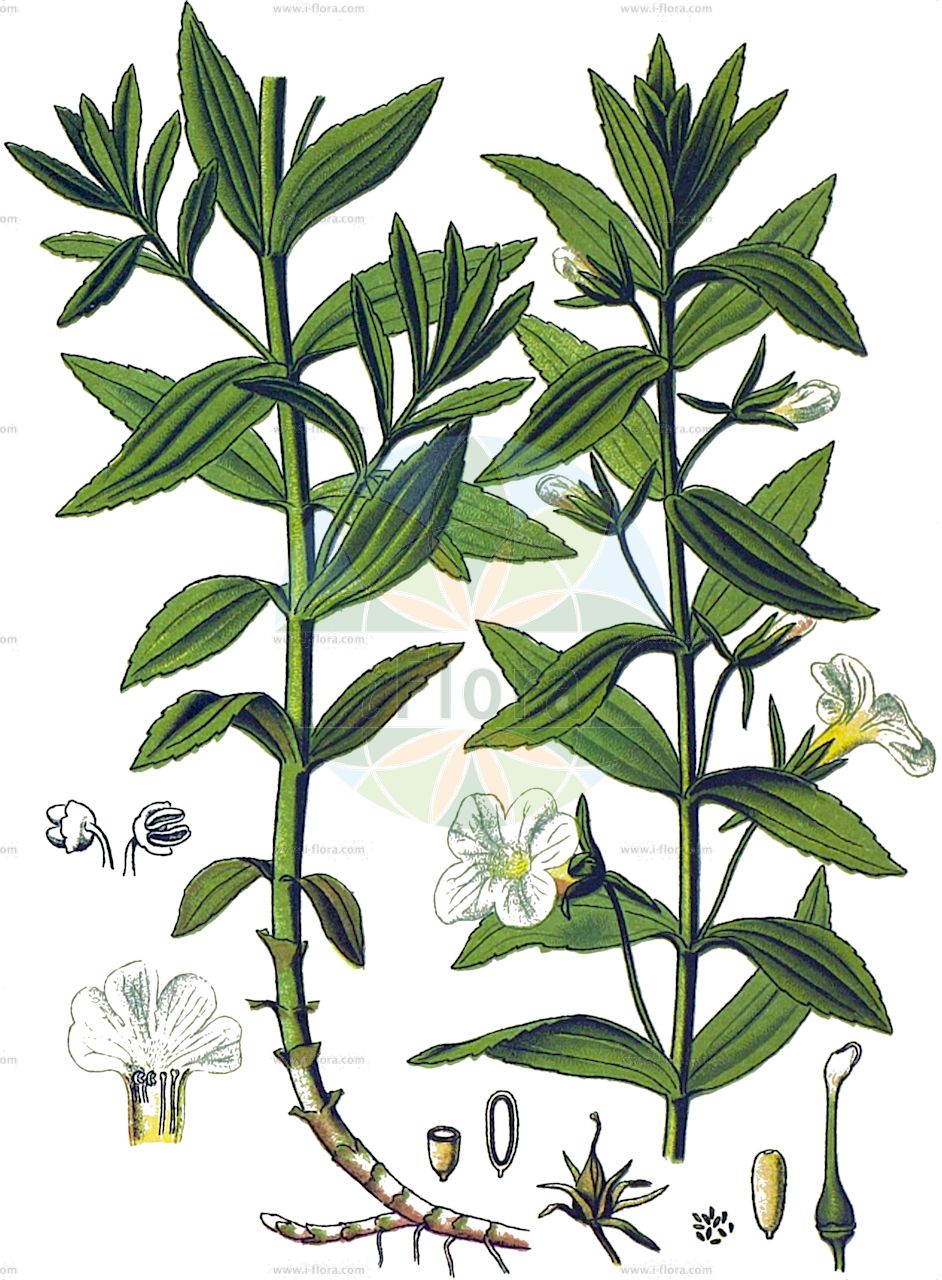 Gratiola officinalis - Plantaginaceae,Plantae,Pteridobiotina,Angiosperms,Lamiales,Plantaginaceae,Gratiola,Gratiola officinalis,Gratiola angustifolia, Gratiola linifolia var. angustifolia, Gratiola linifolia var. broteri, Gratiola linifolia var. lusitanica, Gratiola meonantha, Gratiola officinalis f. angustifolia, Gratiola officinalis f. meonantha, Gratiola officinalis subsp. broteri, Gratiola officinalis var. angustifolia, Gratiola officinalis var. catalaunica,Gottes-Gnadenkraut;Gnadenkraut;gratiole;hedge hyssop;Gratiole officinale;herbe au pauvre homme;hierba del pobre;graciola;hierba de las calenturas;alarda;cinifolia;escurripa;graciadei;hierba de la fiebre;hierba de las tercianas;Graziella;graziola;graziola officinale;stanca-cavalli;gnadekruid;genadekruid;gracíola;erva-do-pobre;erva-do-pobre-homem;cinifolio;escurripa;gracíola-das-bóticas;graciosa;linifólio;pequena-dedaleira;лекарственный авран;авран лекарственный;hüdaverdi otu;dërnak;dernoku mjekësor;gracíola;herba de la febre;herba de las tercianes;ljekovita milica;jordgalla;konitrut błotny;navadna božja milost;csikorgófű;konitrud lékařský;veninariță;graciola lekárska;konitrúd lekársky;авран лікарський;лечебна сиротица;mürgine ohulill;dziedniecības rūgtene;nådesurt;водени дубачац;горки дубачац;пролевак;троребраста милица;vaistinė raitinytė;γρατιόλα