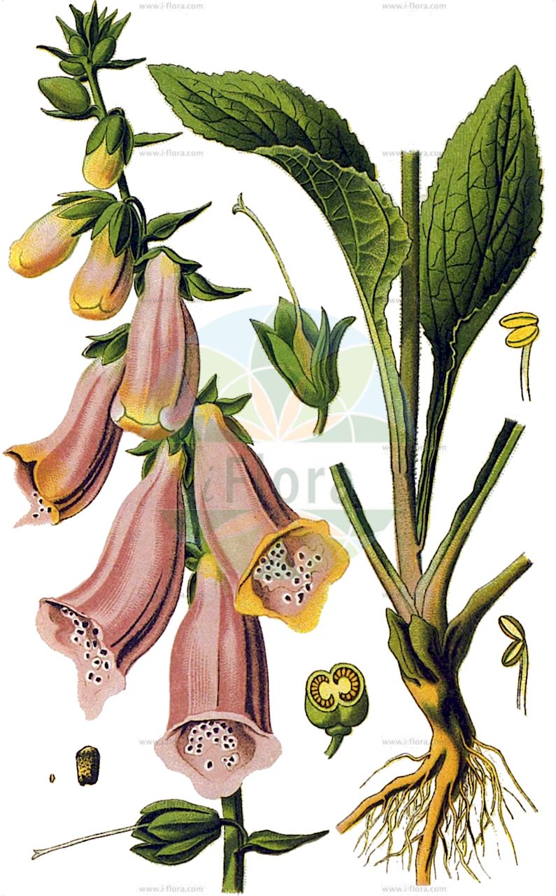 Digitalis purpurea - Plantaginaceae,Plantae,Pteridobiotina,Angiosperms,Lamiales,Plantaginaceae,Digitalis,Digitalis purpurea,Digitalis campbelliana, Digitalis thapsi,Roter Fingerhut;Rother Fingerhut;foxglove;purple foxglove;digitale pourpre;common foxglove;Digitale pourpre;gants de Notre-Dame;dé de Notre-Dame;digitale commune;doigt de la vierge;doigtier;gandio;gant de bergère;gantelée;gantière;gantillier;gobe-mouches;grande digitale;pavée;péterolle;queue de loup;dedalera;boca de llop;degalera;digital;alcahueta del cerezo;azalda;brotónica real;calzones de zorra;campanillas;catechos;chupamieles;dedal de monja;dedal de princesa;dedaleta;dediles;dedillos de Dio;enagüitas de la Virgen;estallones;estallos;gilora;gualdaperra;guante de la Virgen;pasionaria;restallo;tristera;trompetera;tuara;villoria;zapatitos de Cristo;Digitale rossa;guancelli;vingerhoedskruid;gewoon vingerhoedskruid;dedaleira;abeloeira;abelosera;abeloura;abeloura-amarelada;abelouro;abelouro-vermelho;abeluria;alcoques;beloura;boca-de-sapo;caçapeiro;calças-de-cuco;caralhotas;chapote;chapoto;dedaleira-amarela;delaleira;digital;enchoque;erva-albiloura;erva-dedal;erva-dedeira;estalo;estoira-fois;estoirotes;estorafoles;estoura-foles;estraques;folha-de-raposa;folha-de-sapo;luvas-de-nossa-senhora;luvas-de-santa-maria;maia;matruca;mena;nenas;pegajo;pilatroques;podonhos;pucarinhos;teijeira;tracles;traqueira;traqueiro;trocles;trócolos;troques;наперстянка пурпурная;наперстянка пурпуровая;lugetogzi i purpurtë;luletogëzi;boca de llop;bragues de cucut;didalera;didals;digital purpúria;guantera;grimizni naprstak;fingerborgsblomma;almindelig fingerbøl;naparstnica purpurowa;digitarisu;jigitarisu;kitsunenotebukuro;キツネノテブクロ;ジギタリス;ディギタリス;piros gyűszűvirág;náprstník červený;degetar roșu;degetarita;degeţel roşu;náprstník červený;наперстянка пурпурова;червен напръстник;црвени напрстак;máo dì huáng;毛地黄;estalotes
