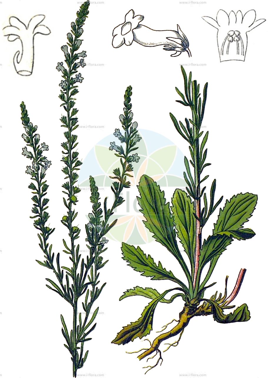 Anarrhinum bellidifolium - Plantaginaceae,Plantae,Pteridobiotina,Angiosperms,Lamiales,Plantaginaceae,Anarrhinum,Anarrhinum bellidifolium,Anarrhinum anarrhinum, Anarrhinum bellidifolium f. albiflorum, Anarrhinum bellidifolium var. genuinum, Anarrhinum bellidifolium var. lanceolatum, Anarrhinum bellidifolium var. lusitanicum, Anarrhinum linnaeanum, Anarrhinum lusitanicum, Anarrhinum violaceum, Antirrhinum bellidifolium, Dodartia linaria, Linaria bellidifolia, Simbuleta bellidifolia, Simbuleta bellidifolia var. genuina, Simbuleta bellidifolia var. lanceolata, Simbuleta bellidifolia var. lusitanica, Simbuleta bellidifolia var. typica, Simbuleta composita,Gänseblümchen-Lochschlund;Lochschlund;daisy-leaved toadflax;lilac snapdragon;anarrhinum à feuilles de paquerette;anarrhine à feuilles de pâquerette;linaire à feuilles de pâquerette;acicates de olor;artamisa;espuela de Adonis;hierba de las angustias;linaria olorosa;linaria olorosa de flores azules;linaria olorosa de flores encarnadas;anarrhinum con foglie di pratolina;muffolaria azzurra;macerovia;sacamalo;анарринум маргаритколистный;anarrinum