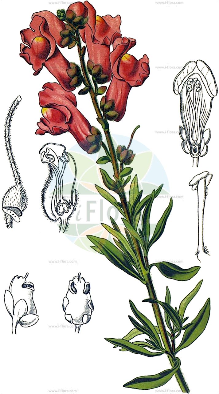 Antirrhinum majus - Plantaginaceae,Plantae,Pteridobiotina,Angiosperms,Lamiales,Plantaginaceae,Antirrhinum,Antirrhinum majus,Antirrhinum grandiflorum, Antirrhinum hendersonii, Antirrhinum hispanorum, Antirrhinum latifolium var. pseudomajus, Antirrhinum latifolium var. purpurascens, Antirrhinum majus subsp. eumajus, Antirrhinum majus unr. striatum, Antirrhinum majus var. hendersonii, Antirrhinum majus var. longipedunculatum, Antirrhinum majus var. peloria, Antirrhinum majus var. pseudomajus, Antirrhinum majus var. typicum, Antirrhinum murale, Antirrhinum vulgare, Orontium majus, Orontium majus var. album, Termontis racemosa,Garten-Löwenmaul;Großes Löwenmaul;snapdragon;muflier commun;dragon's-mouth;garden snapdragon;great snapdragon;Grand muflier;Gueule de loup;gueule de lion;muflier des jardins;muflier;muflier à grandes fleurs;muflier majeur;boca de leon;dragon;conejitos;boca de león;dragón;abrebocas;antirrino;becerra;boca de dragón;cabeza de ternera;calzones de cuquiello;claveles;conejitos muertos;dragoncillo;flor de la mortaja;flor de sapo;flor del desengaño;gallitos;garganta de lobo;gatos;morros de lobo;morros de ternero;muerta galana;muerte de estpañol;muerte de italiano;muerte de portugués;pan y queso;perritos;pirigallo;pitos;san juanes;tarasca de jardín;zapaticos de la Virgen;zapaticos del Niño Jesús;Bocca di leone comune;antirrino;muso di vitello;bocca di leone;capo di bue;copa di cane;leeuwebekje;grote leeuwenbek;bocas-de-lobo;bezerrinha;bocas-de-coelho;cabeça-de-bezerro;coelhinhos;erva-bezerra;erva-do-cão;erva-vedilhera;focinho-de-coelho;olho-de-gato;papões;львиный зев большой;aslanağzı;gojasllani i madhë;gojëujk;mamaconills;badocs;boca d'ase;boca de conill;boca de dragó;boca de lleó;botons de gat;brams d'ase;cans;cara de vedella;cluques;conillets;cucut;dits;gatets;gola de llop;gossets;llops;mamaconill;morro de vedell;pets de llops;sabatetes de la Mare de Déu;vedeis;velika zijevalica;lejongap;have-løvemund;lwia paszcza;wyżlin większy;kingyo-sô;sunappudoragon;キンギョソウ;スナップドラゴン;veliki odolin;zajčki;kerti oroszlánszáj;oroszlánszáj;hledík větší;gura leului;papuľka väčšia;škľabinec väčši;ротики садові;лъвска муцунка;isoleijonankita;зевалица;loa'='ari gadol;לֹעַ=אֲרִי גָּדוֹל;αντίρρινον μέγα;σκιλάκι