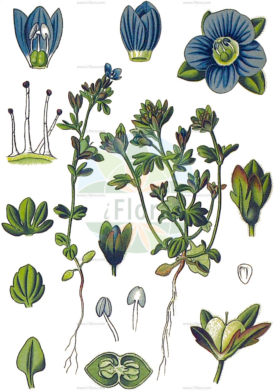 Veronica triphyllos - Plantaginaceae,Plantae,Pteridobiotina,Angiosperms,Lamiales,Plantaginaceae,Veronica,Veronica triphyllos,Omphalospora triphylla, Veronica collina, Veronica digitata, Veronica quinquefida, Veronica triphyllos f. dentata, Veronica triphyllos var. collina, Veronica triphyllos var. simplex, Veronica triphyllos var. vulgaris,Finger-Ehrenpreis;Dreiblättriger Ehrenpreis;Dreiteiliger Ehrenpreis;fingered speedwell;finger speedwell;Véronique à trois lobes;véronique à feuilles trilobées;véronique digitée;véronique à trois feuilles;Veronica trifogliata;veronica a tre foglie;muur-ganzevoet;muur-gipskruid;driebladige ereprijs;handjesereprijs;verónicas;вероника трехлистная;veronikë;trolisna čestoslavica;muskus-reigersbek;klibbveronika;trefliget ærenpris;przetacznik trójlistkowy;tridelni jetičnik;ujjaslevelű veronika;rozrazil trojklaný;rozrazil trojlistý;veronika trojúkrojková;veronika trojzárezová;вероніка трилиста;трилистно великденче;трипръстно великденче;trejlapu veronika;kjertelveronika;tahmatädyke;прстолиста вереница;тропрста честославица;trilapė veronika