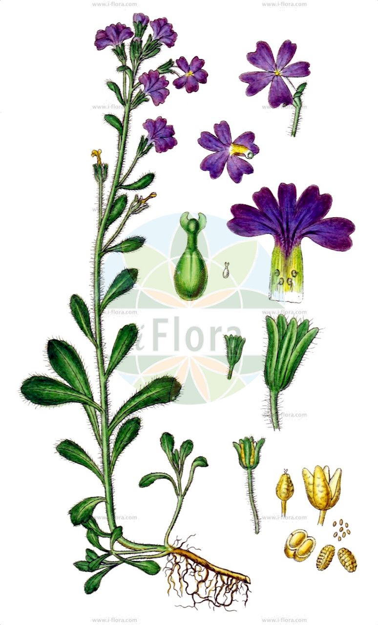 Erinus alpinus - Plantaginaceae,Plantae,Pteridobiotina,Angiosperms,Lamiales,Plantaginaceae,Erinus,Erinus alpinus,Dortiguea alpestris, Erinus alpinus f. verus, Erinus alpinus subsp. hispanicus, Erinus alpinus var. atlanticus, Erinus alpinus var. glaberrimus, Erinus alpinus var. glabratus, Erinus alpinus var. gracilis, Erinus alpinus var. hirsutus, Erinus alpinus var. hispanicus, Erinus alpinus var. laxiflorus, Erinus alpinus var. macranthus, Erinus alpinus var. occidentalis, Erinus alpinus var. orientalis, Erinus alpinus var. parviflorus, Erinus alpinus var. rotundifolius, Erinus alpinus var. secundiflorus, Erinus alpinus var. typicus, Erinus alpinus var. villosus, Erinus europaeus, Erinus glabratus, Erinus hispanicus, Erinus lanceolatus,Alpenbalsam;Steinbalsam;Leberbalsam;Alpen-Steinbalsam;fairy foxglove;Erine des Alpes;érine des Alpes;mandeline des Alpes;erino;siempreniña;Erinus;erinus alpino;эринус альпийский;erinus
