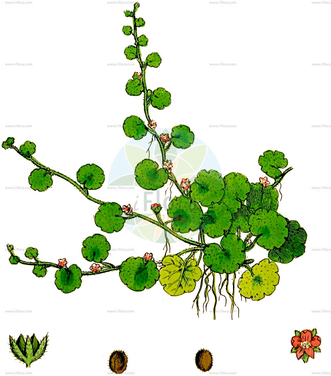 Sibthorpia europaea - Plantaginaceae,Plantae,Pteridobiotina,Angiosperms,Lamiales,Plantaginaceae,Sibthorpia,Sibthorpia europaea,Antirrhinum pilosum, Cymbalaria pilosa, Elatine pilosa, Linaria pilosa, Sibthorpia australis, Sibthorpia europaea var. africana, Sibthorpia europaea var. glabra, Sibthorpia pelia, Sibthorpia prostrata,Weichhaariges Zimbelkraut;cornish moneywort;sibthorpie d'Europe;erva-longa