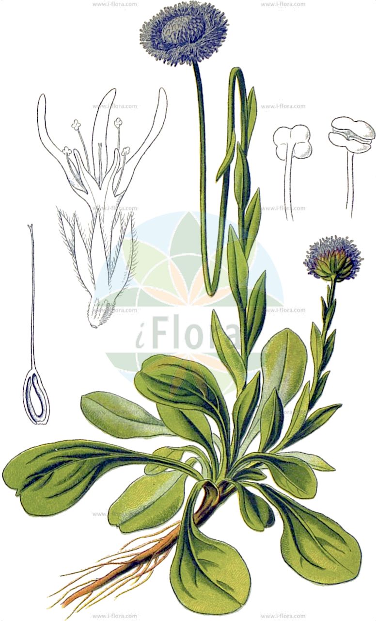 Globularia bisnagarica - Plantaginaceae,Plantae,Pteridobiotina,Angiosperms,Lamiales,Plantaginaceae,Globularia,Globularia bisnagarica,Globularia adolphi, Globularia aphyllanthes, Globularia bolosii, Globularia caespitosa, Globularia cambessedesii subsp. hispanica, Globularia castellana, Globularia elongata, Globularia linifolia subsp. hispanica, Globularia multicaulis, Globularia punctata, Globularia pungens, Globularia spinosa var. minor, Globularia tenella, Globularia vulgaris prol. tenella, Globularia vulgaris subsp. montserratensis, Globularia vulgaris subsp. tenella, Globularia vulgaris subsp. willkommii, Globularia vulgaris subsp. willkommii, Globularia vulgaris subsp. willkommii, Globularia willkommii,Gewöhnliche Kugelblume;Gemeine Kugelblume;Hochstängel-Kugelblume;Echte Kugelblume;blue daisy;bone flower;common globularia;globe flower;Globulaire allongée;boulette;globulaire commune;globulaire ponctuée;marguerite bleue;arzolia;Vedovelle dei prati;шаровница безлистноцветкая;Vilkomova glavulja;navadna mračica;magas gubóvirág;paprastasis krekesas;Willkommi keraslill