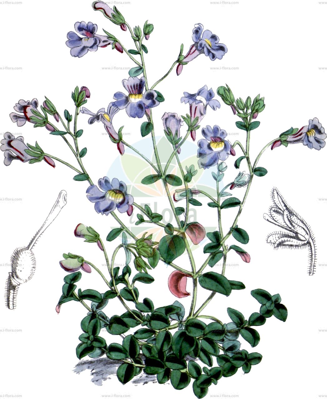 Chaenorhinum origanifolium - Plantaginaceae,Plantae,Pteridobiotina,Angiosperms,Lamiales,Plantaginaceae,Chaenorhinum,Chaenorhinum origanifolium,Antirrhinum origanifolium, Chaenarrhinum origanifolium, Linaria origanifolia, Linaria origanifolia, Linaria origanifolia subsp. euoriganifolia,Majoranblättriger Orant;Majoranblättriges Löwenmäulchen;chaenorrhinum à feuilles d'origan;linaire à feuilles d'origan;becerilla pequeña;espuelilla;linaiola piemontese;linaria con foglie di origano;хеноринум душицелистный;linària origanifòlia