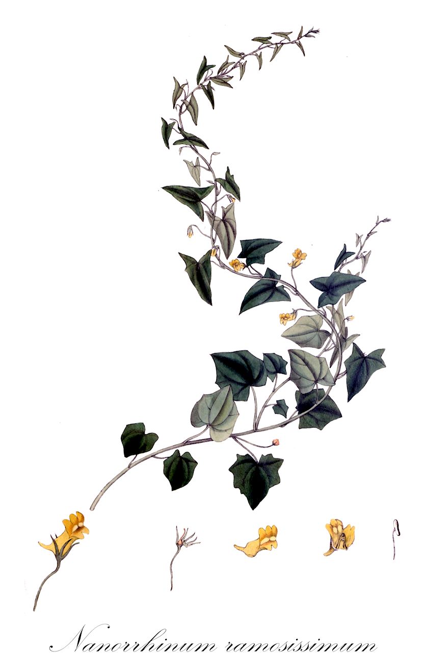 Nanorrhinum ramosissimum - Plantaginaceae,Plantae,Pteridobiotina,Angiosperms,Lamiales,Plantaginaceae,Nanorrhinum,Nanorrhinum ramosissimum,Elatinoides ramosissima, Elatinoides ramosissima, Kickxia ramosissima, Linaria ramosissima