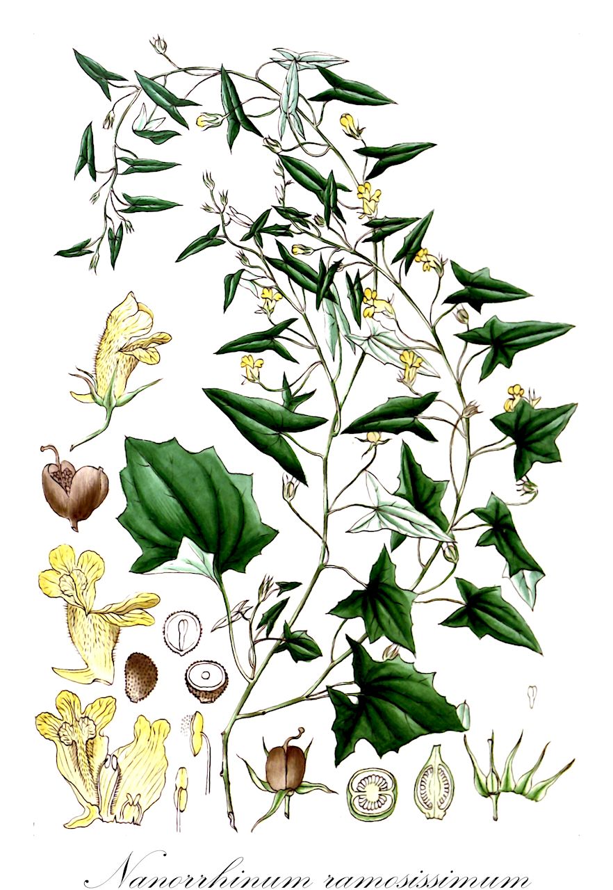 Nanorrhinum ramosissimum - Plantaginaceae,Plantae,Pteridobiotina,Angiosperms,Lamiales,Plantaginaceae,Nanorrhinum,Nanorrhinum ramosissimum,Elatinoides ramosissima, Elatinoides ramosissima, Kickxia ramosissima, Linaria ramosissima