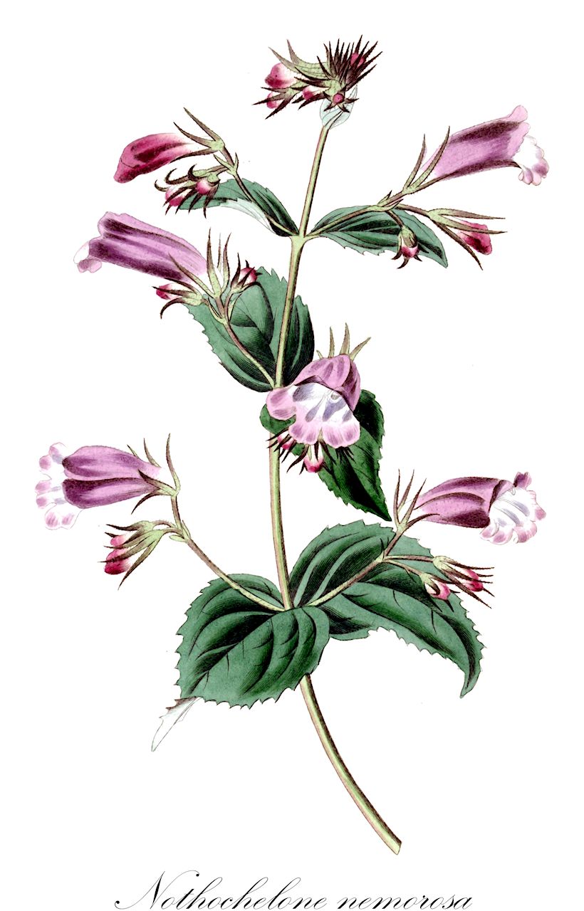 Nothochelone nemorosa - Plantaginaceae,Plantae,Pteridobiotina,Angiosperms,Lamiales,Plantaginaceae,Nothochelone,Nothochelone nemorosa,Apentostera triflora, Chelone nemorosa, Penstemon nemorosus