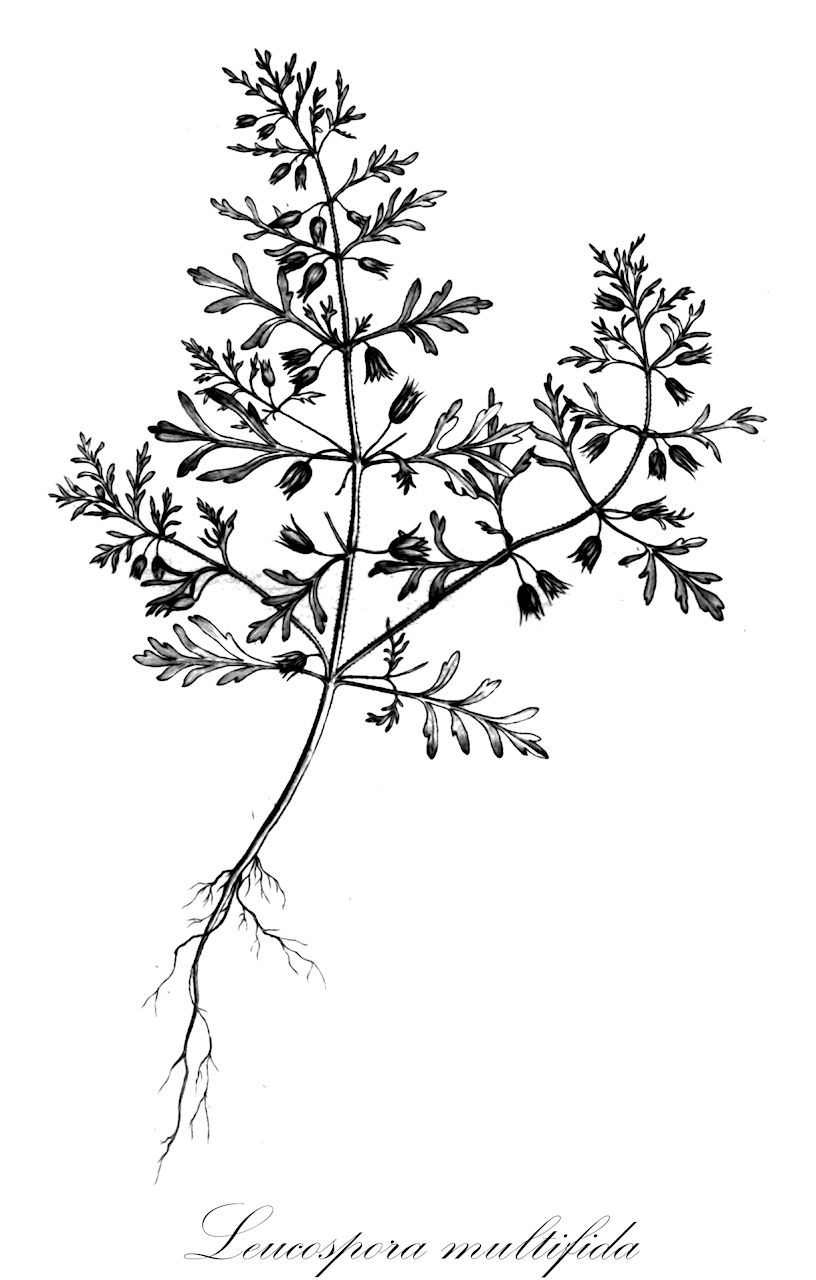 Leucospora multifida - Plantaginaceae,Plantae,Pteridobiotina,Angiosperms,Lamiales,Plantaginaceae,Leucospora,Leucospora multifida,Capraria multifida, Capraria multiflora, Conobea multifida, Stemodia multifida, Sutera multifida,narrow-leaf paleseed