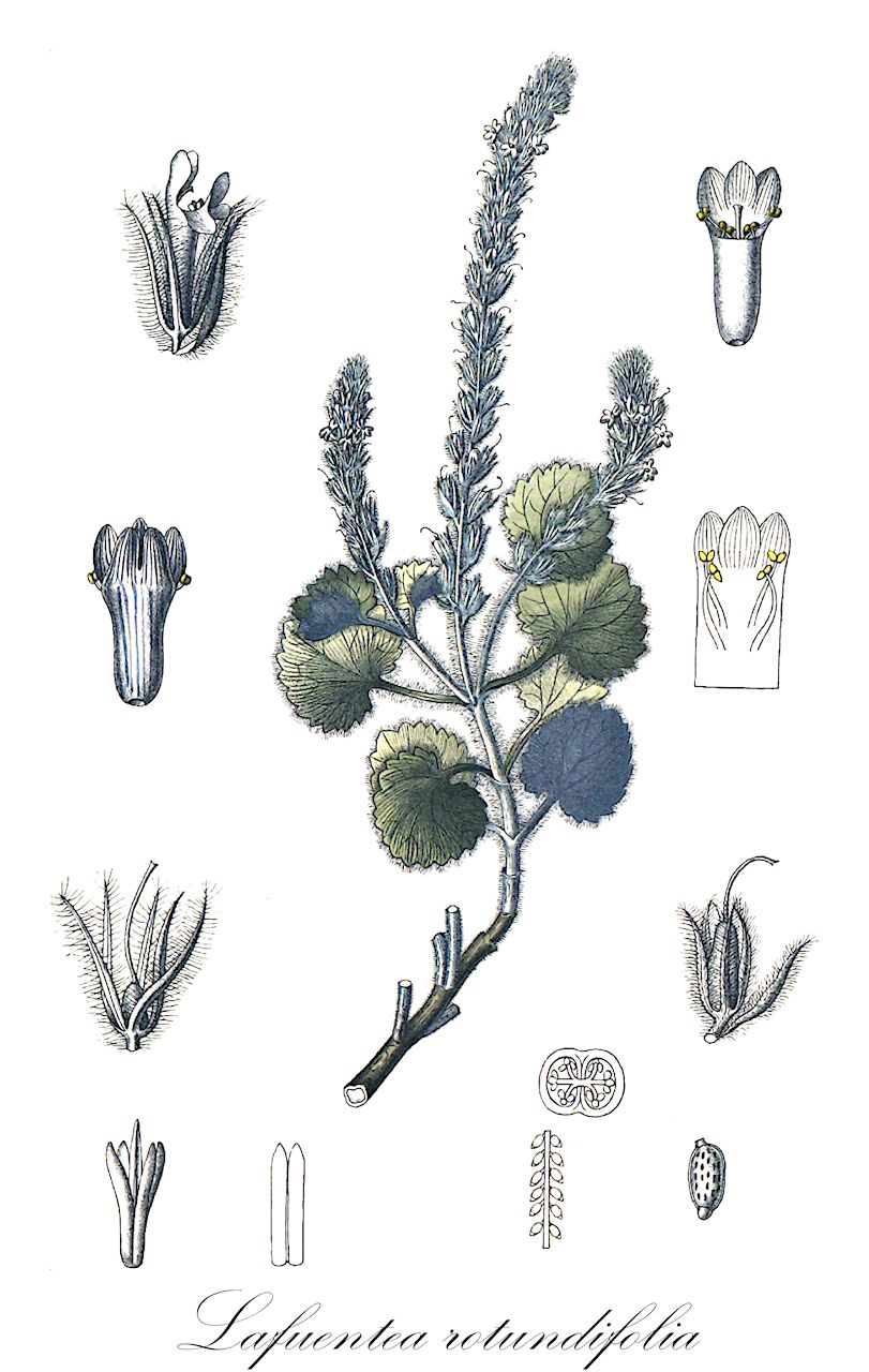 Lafuentea rotundifolia - Plantaginaceae,Plantae,Pteridobiotina,Angiosperms,Lamiales,Plantaginaceae,Lafuentea,Lafuentea rotundifolia,Durieua spicata, Durieura spicata,orejilla de roca;orelleta de penya