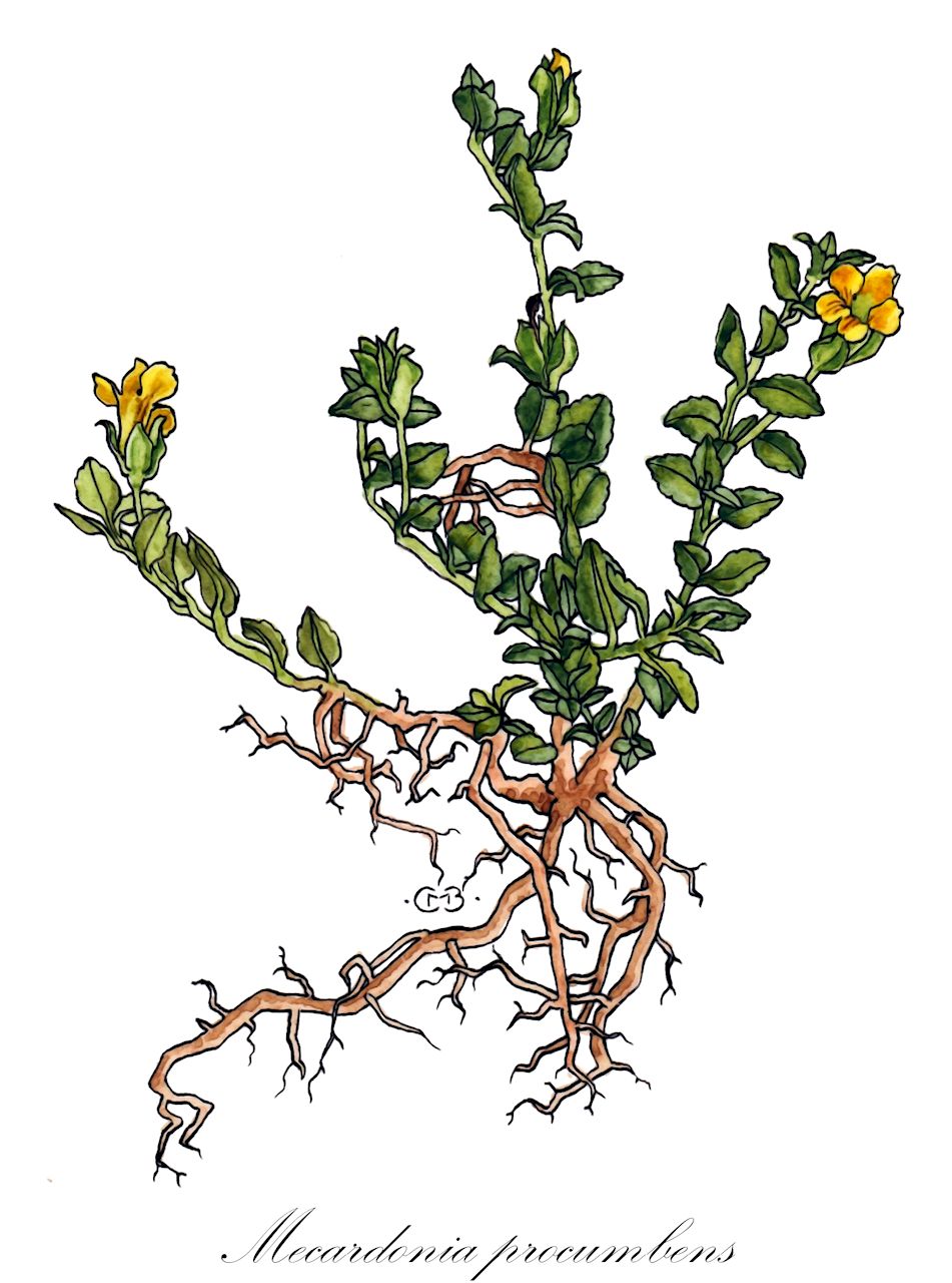 Mecardonia procumbens - Plantaginaceae,Plantae,Pteridobiotina,Angiosperms,Lamiales,Plantaginaceae,Mecardonia,Mecardonia procumbens,Bacopa procumbens, Erinus procumbens, Herpestis procumbens, Lindernia dianthera, Microcarpaea americana, Moniera procumbens, Moniera procumbens var. normalis, Monniera chamaedryoides var. peduncularis, Monniera montevidensis, Monniera procumbens, Pagesia procumbens,baby jump-up
