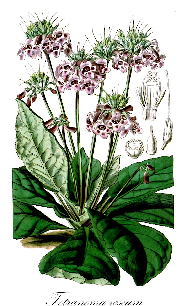 Tetranema roseum - Plantaginaceae,Plantae,Pteridobiotina,Angiosperms,Lamiales,Plantaginaceae,Tetranema,Tetranema roseum,Allophyton mexicanum, Episcia rosea, Penstemon mexicanus, Tetranema cymosum, Tetranema mexicanum,Tetranemie