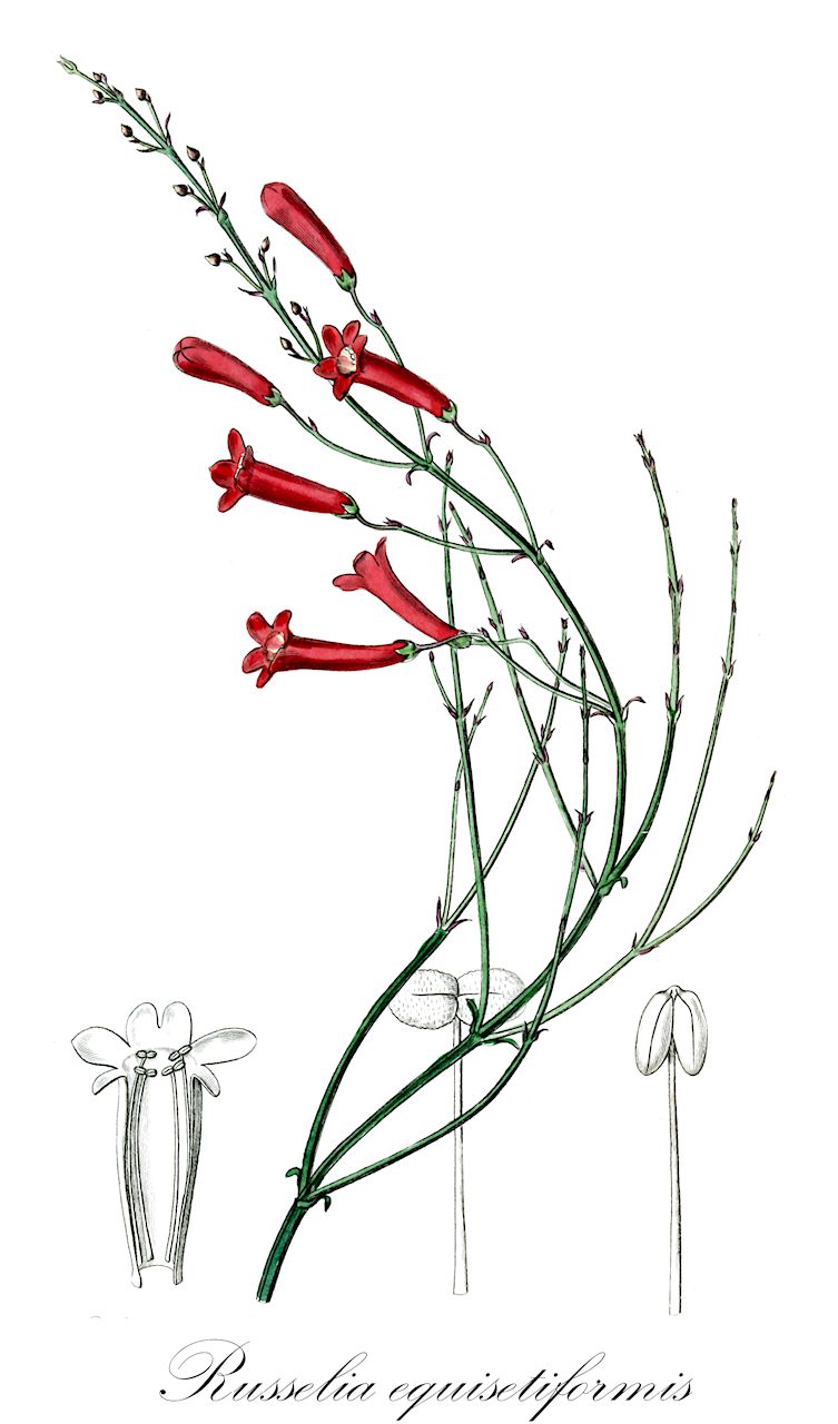 Russelia equisetiformis - Plantaginaceae,Plantae,Pteridobiotina,Angiosperms,Lamiales,Plantaginaceae,Russelia,Russelia equisetiformis,Russelia juncea,coral plant;firecracker plant;fountain plant