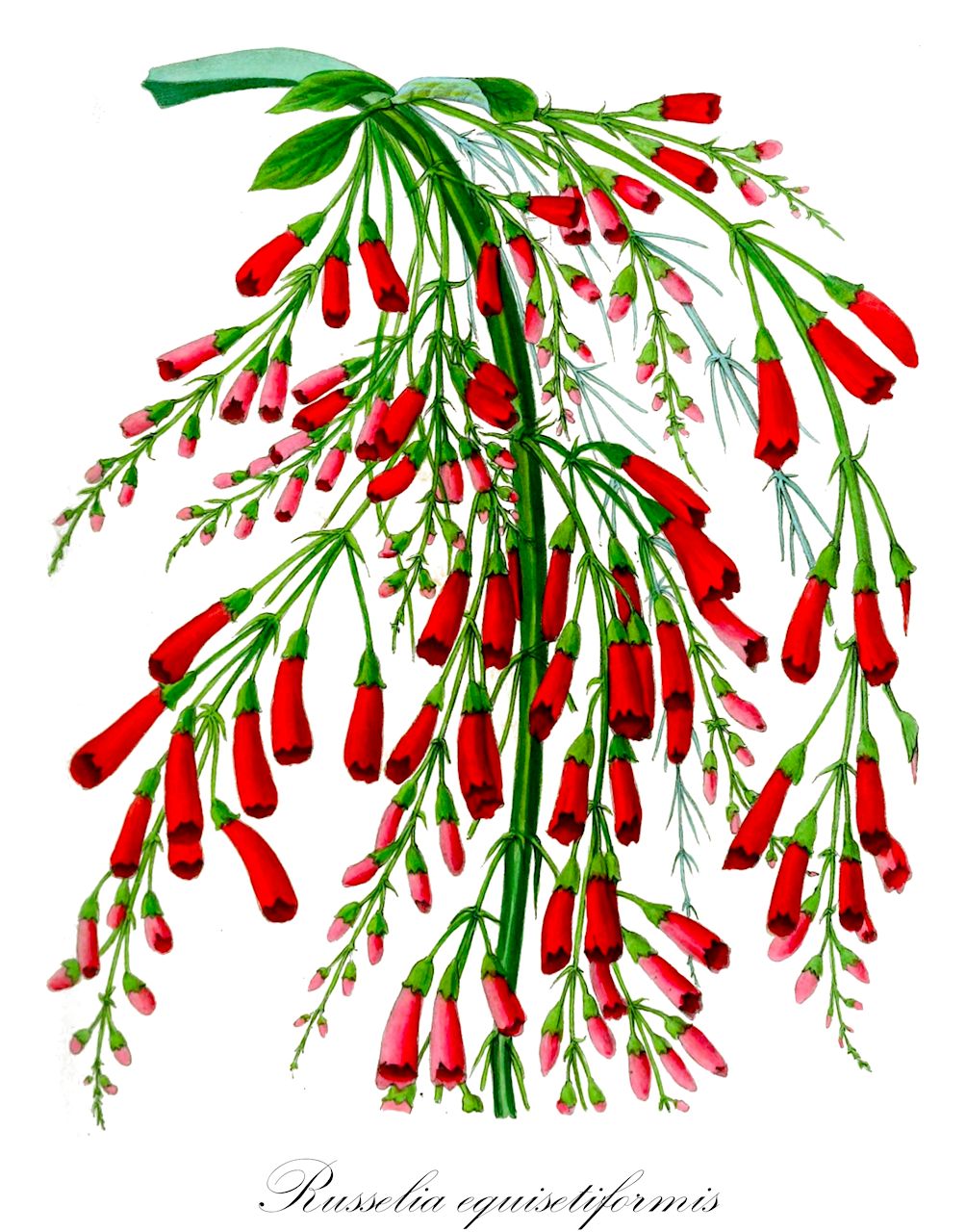 Russelia equisetiformis - Plantaginaceae,Plantae,Pteridobiotina,Angiosperms,Lamiales,Plantaginaceae,Russelia,Russelia equisetiformis,Russelia juncea,coral plant;firecracker plant;fountain plant