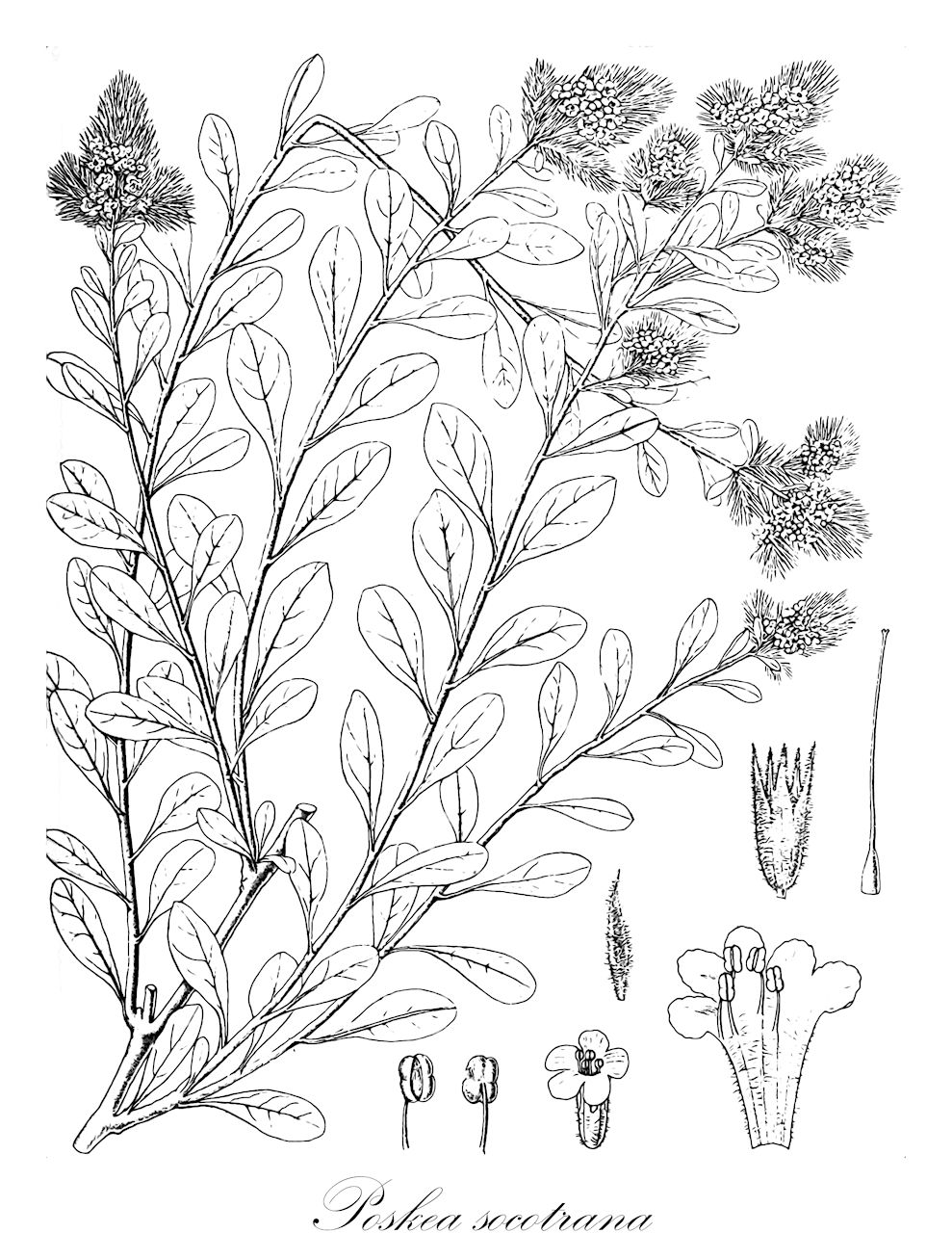 Poskea socotrana - Plantaginaceae,Plantae,Pteridobiotina,Angiosperms,Lamiales,Plantaginaceae,Poskea,Poskea socotrana,Cockburnia socotrana, Cockburnia somalensis