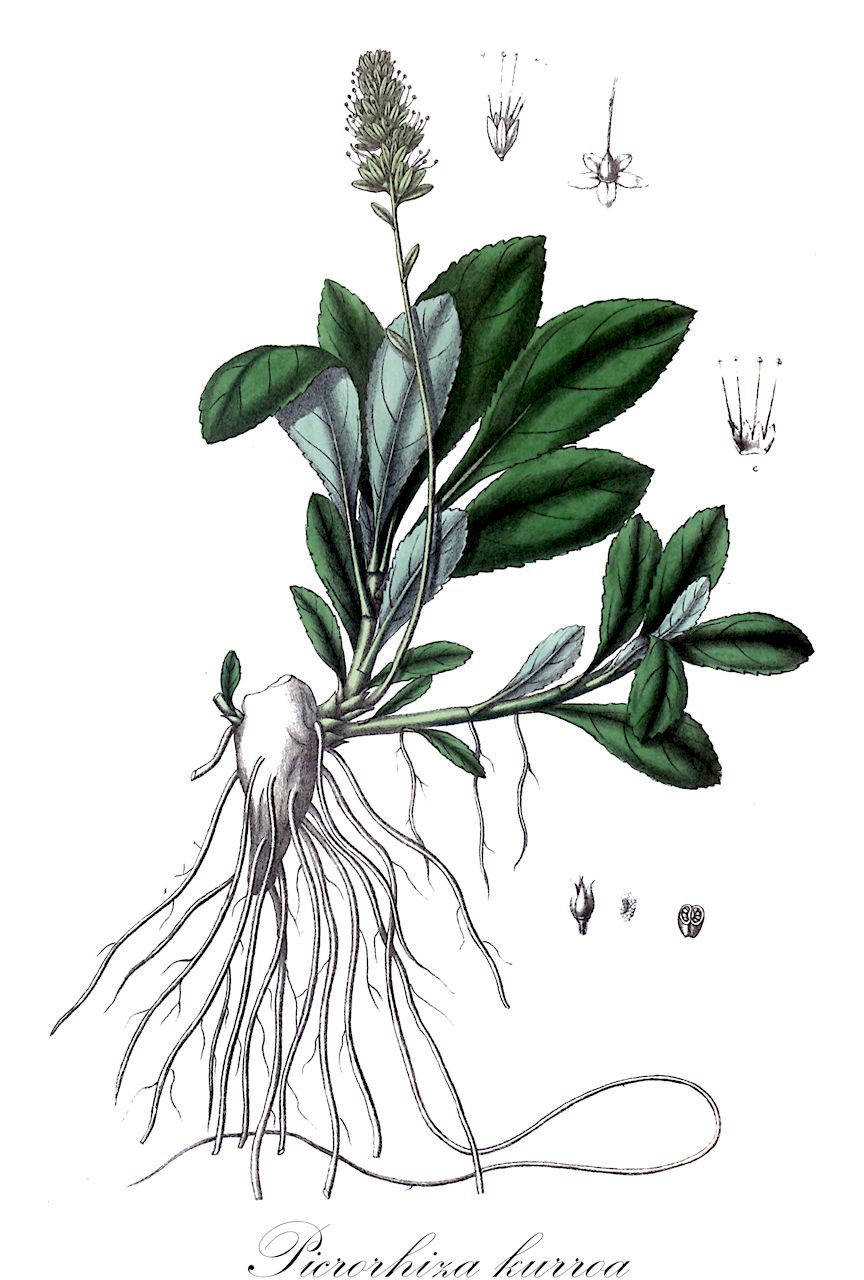Picrorhiza kurroa - Plantaginaceae,Plantae,Pteridobiotina,Angiosperms,Lamiales,Plantaginaceae,Picrorhiza,Picrorhiza kurroa,Picrorhiza kurrooa, Picrorhiza lindleyana, Picrorhiza lindleyana, Veronica lindleyana