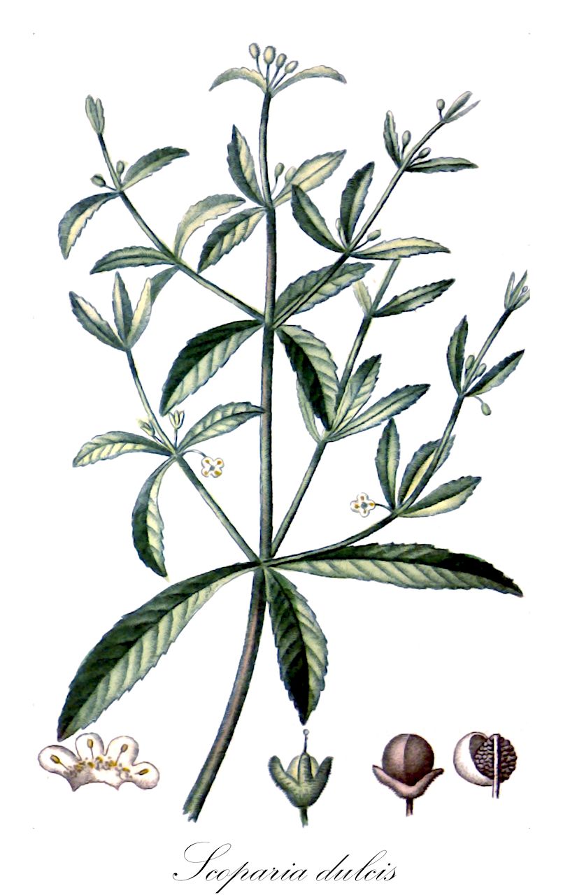 Scoparia dulcis - Plantaginaceae,Plantae,Pteridobiotina,Angiosperms,Lamiales,Plantaginaceae,Scoparia,Scoparia dulcis,Ambulia micrantha, Capraria dulcis, Capraria dulcis var. albiflora, Capraria dulcis var. coerulea, Gratiola micrantha, Scoparia dulcis var. abrahamii, Scoparia dulcis var. australiensis, Scoparia dulcis var. tenuifolia, Scoparia dulcis var. typica, Scoparia fruticosa, Scoparia grandiflora, Scoparia gypsophyloides, Scoparia procumbens, Scoparia purpurea, Scoparia ternata,licorice-weed