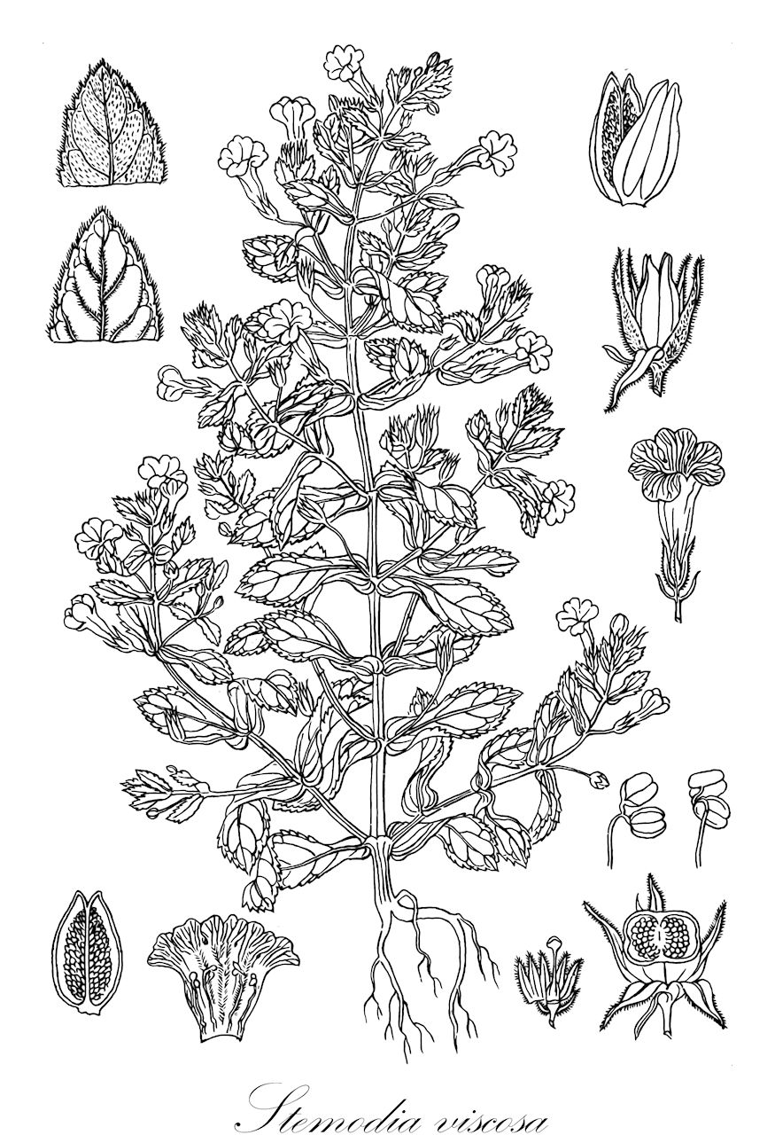 Stemodia viscosa - Plantaginaceae,Plantae,Pteridobiotina,Angiosperms,Lamiales,Plantaginaceae,Stemodia,Stemodia viscosa,Stemodia arvensis, Stemodia coromandelina, Stemodia pedicellaris, Stemodia viscosa var. grandiflora, Stemodiacra viscosa