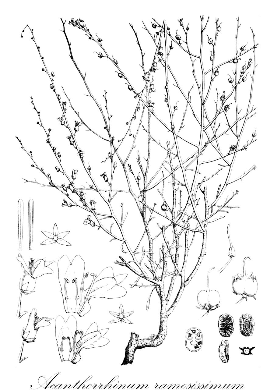 Acanthorrhinum ramosissimum - Plantaginaceae,Plantae,Pteridobiotina,Angiosperms,Lamiales,Plantaginaceae,Acanthorrhinum,Acanthorrhinum ramosissimum,Antirrhinum flexuosum, Antirrhinum intricatum, Antirrhinum ramosissimum, Antirrhinum ramosissimum subsp. intricatum, Antirrhinum ramosissimum var. flavum, Antirrhinum ramosissimum var. flexuosum, Antirrhinum ramosissimum var. spinosissimum