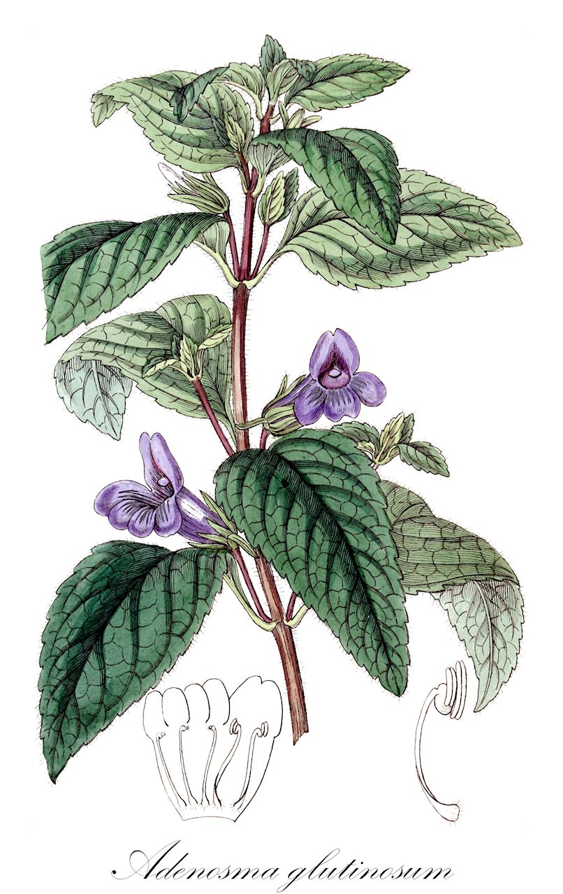 Adenosma glutinosum - Plantaginaceae,Plantae,Pteridobiotina,Angiosperms,Lamiales,Plantaginaceae,Adenosma,Adenosma glutinosum,Adenosma grandiflorum, Adenosma villosum, Gerardia glutinosa, Stemodiacra coerulea, Stoechadomentha coerulea