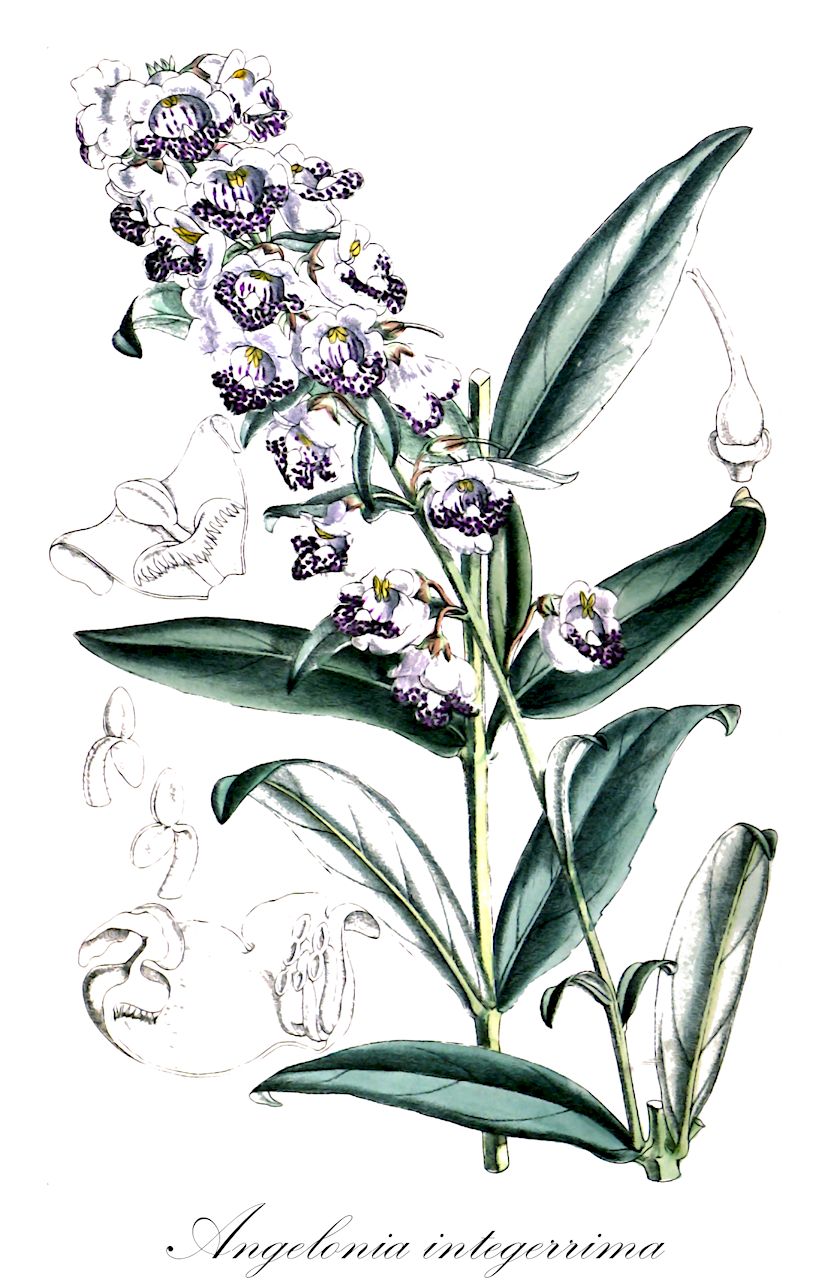 Angelonia integerrima - Plantaginaceae,Plantae,Pteridobiotina,Angiosperms,Lamiales,Plantaginaceae,Angelonia,Angelonia integerrima,Angelonia hassleriana