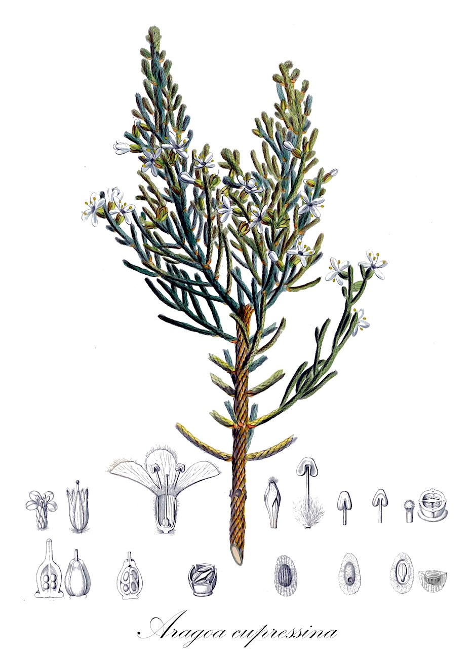 Aragoa cupressina - Plantaginaceae,Plantae,Pteridobiotina,Angiosperms,Lamiales,Plantaginaceae,Aragoa,Aragoa cupressina