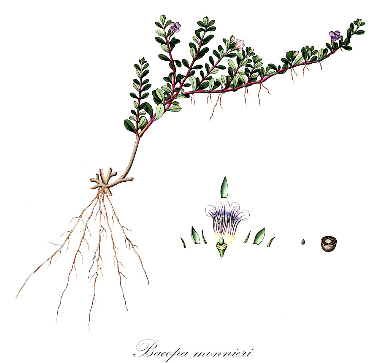 Bacopa monnieri - Plantaginaceae,Plantae,Pteridobiotina,Angiosperms,Lamiales,Plantaginaceae,Bacopa,Bacopa monnieri,Allocalyx microphylla, Alonsoa hirsuta, Anisocalyx limnanthiflorus, Bacopa monnieri var. cuneifolia, Bacopa monnieri var. cuneifolia, Bacopa monnieria, Bacopa monnieria var. cuneifolia, Bramia indica, Bramia monnieri, Bramia monnieri, Calytriplex obovata, Capraria monnieria, Gratiola monnieri, Gratiola monnieria, Gratiola portulacacea, Gratiola tetrandra, Habershamia cuneifolia, Hemimeris hirsuta, Herpestis africana, Herpestis brownei, Herpestis calytriplex, Herpestis cuneifolia, Herpestis monnieri, Herpestis monnieri, Herpestis monnieria, Herpestis moranensis, Herpestis pedunculosa, Herpestis procumbens, Herpestis spathulata, Hydrotrida beccabunga, Limosella calycina, Lysimachia monnieri, Moniera africana, Moniera brownei, Moniera cuneifolia, Moniera monnieri, Moniera pedunculosa, Monniera africana, Monniera brownei, Monniera cuneifolia, Monniera pedunculosa, Ruellia articulata, Septas repens, Septilia repens, Thunbergia stolonifera,brahmi;herb of grace;indian pennywort;graciola;bacopa;бакопа;брахми;щитолистник индийский;otomeazena;オトメアゼナ;peshetah ser'ah;פְּשֵׁטָה שְׂרוּעָה