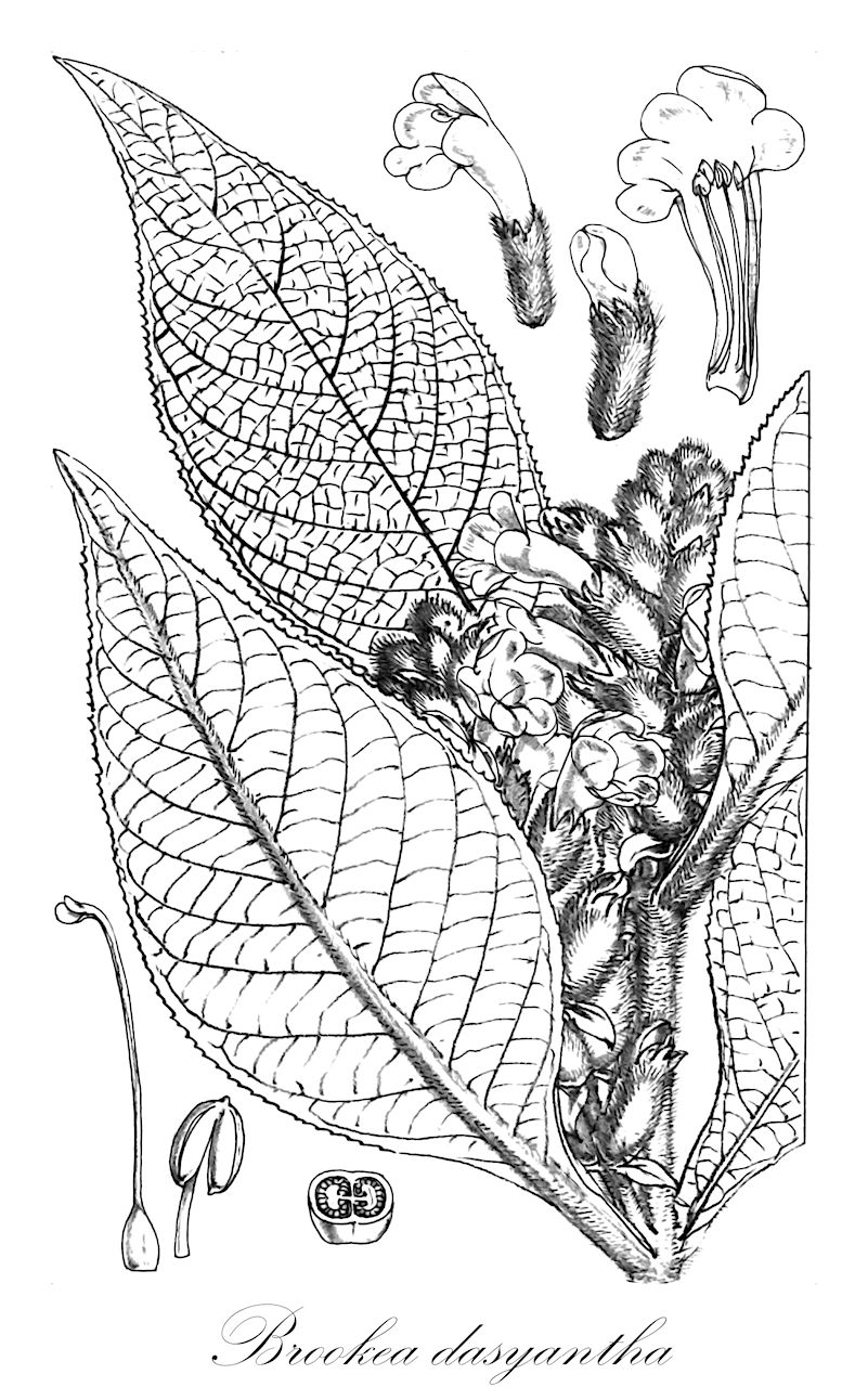 Brookea dasyantha - Plantaginaceae,Plantae,Pteridobiotina,Angiosperms,Lamiales,Plantaginaceae,Brookea,Brookea dasyantha
