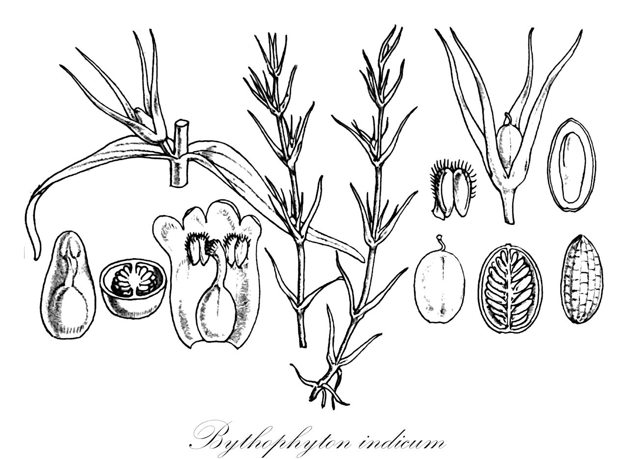 Bythophyton indicum - Plantaginaceae,Plantae,Pteridobiotina,Angiosperms,Lamiales,Plantaginaceae,Bythophyton,Bythophyton indicum,Micranthemum indicum