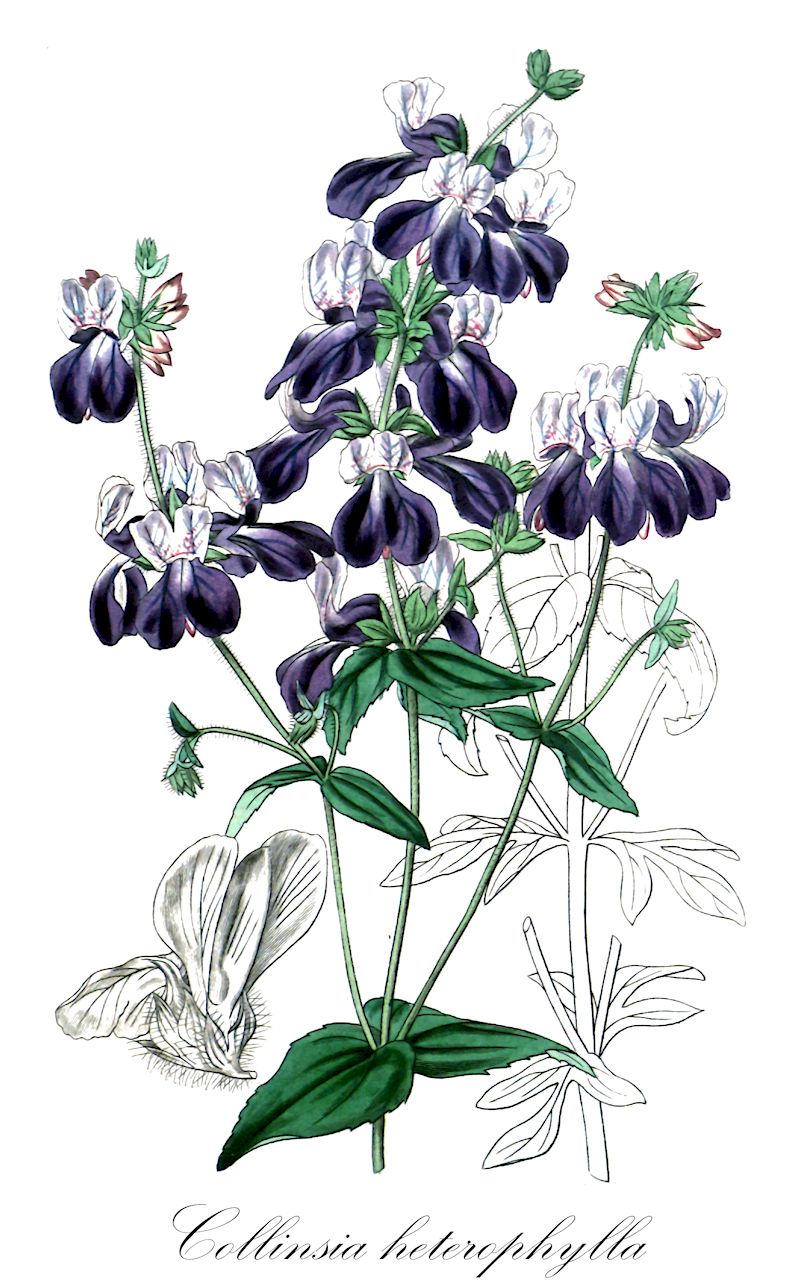 Collinsia heterophylla - Plantaginaceae,Plantae,Pteridobiotina,Angiosperms,Lamiales,Plantaginaceae,Collinsia,Collinsia heterophylla,Zweifarbige Collinsie;purple chinese-houses