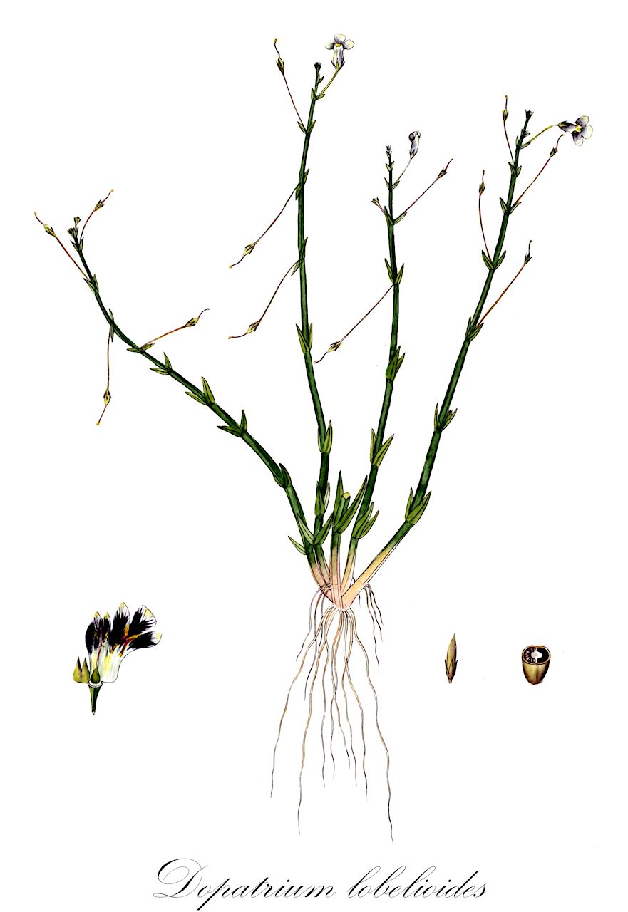 Dopatrium lobelioides - Plantaginaceae,Plantae,Pteridobiotina,Angiosperms,Lamiales,Plantaginaceae,Dopatrium,Dopatrium lobelioides,Benjaminia splendens, Gratiola hyssopioides, Gratiola lobelioides, Quinquelobus splendens