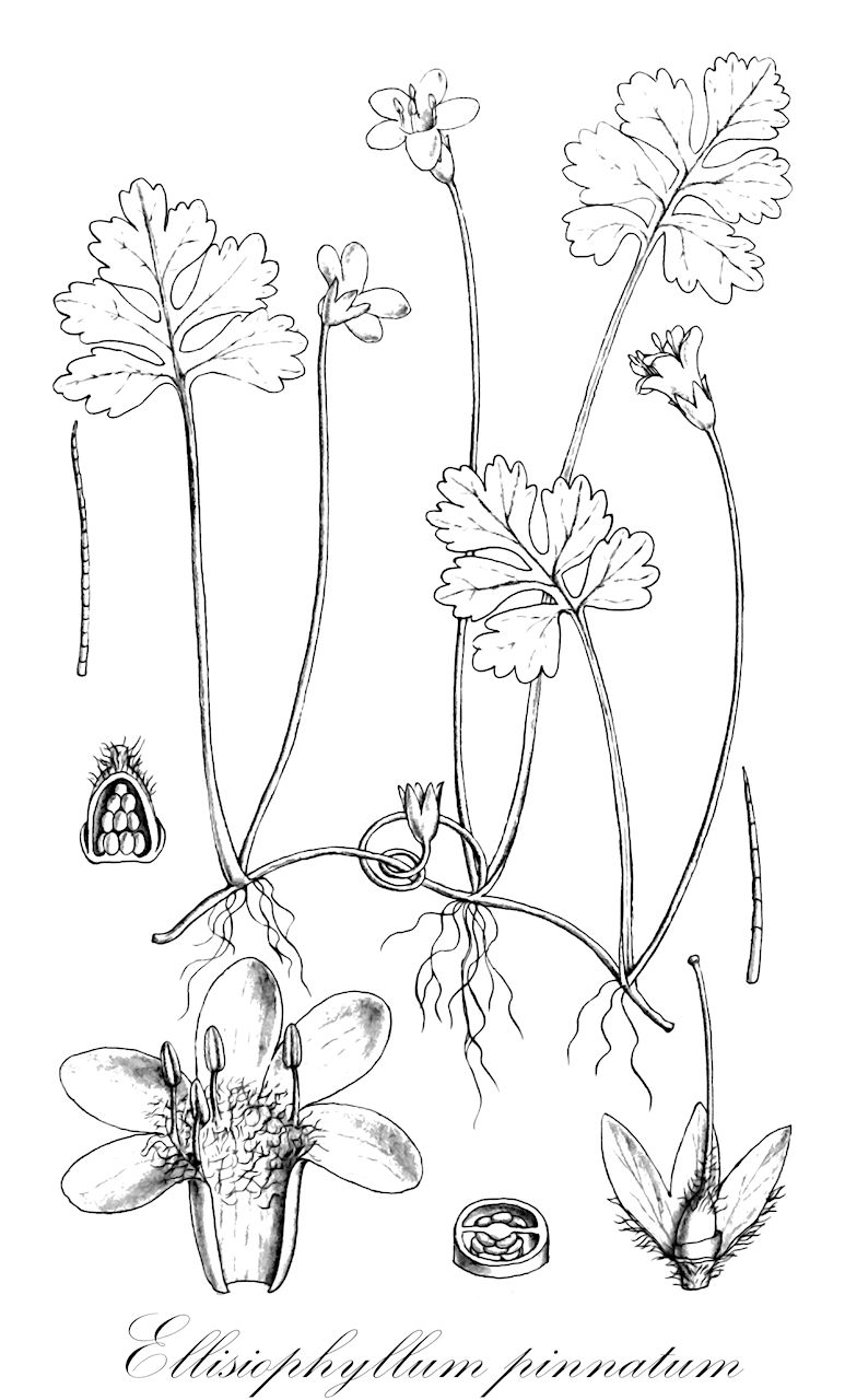 Ellisiophyllum pinnatum - Plantaginaceae,Plantae,Pteridobiotina,Angiosperms,Lamiales,Plantaginaceae,Ellisiophyllum,Ellisiophyllum pinnatum,Hornemannia pinnata, Mazus pinnatus, Moseleya pinnata, Ourisia pinnata, Sibthorpia pinnata