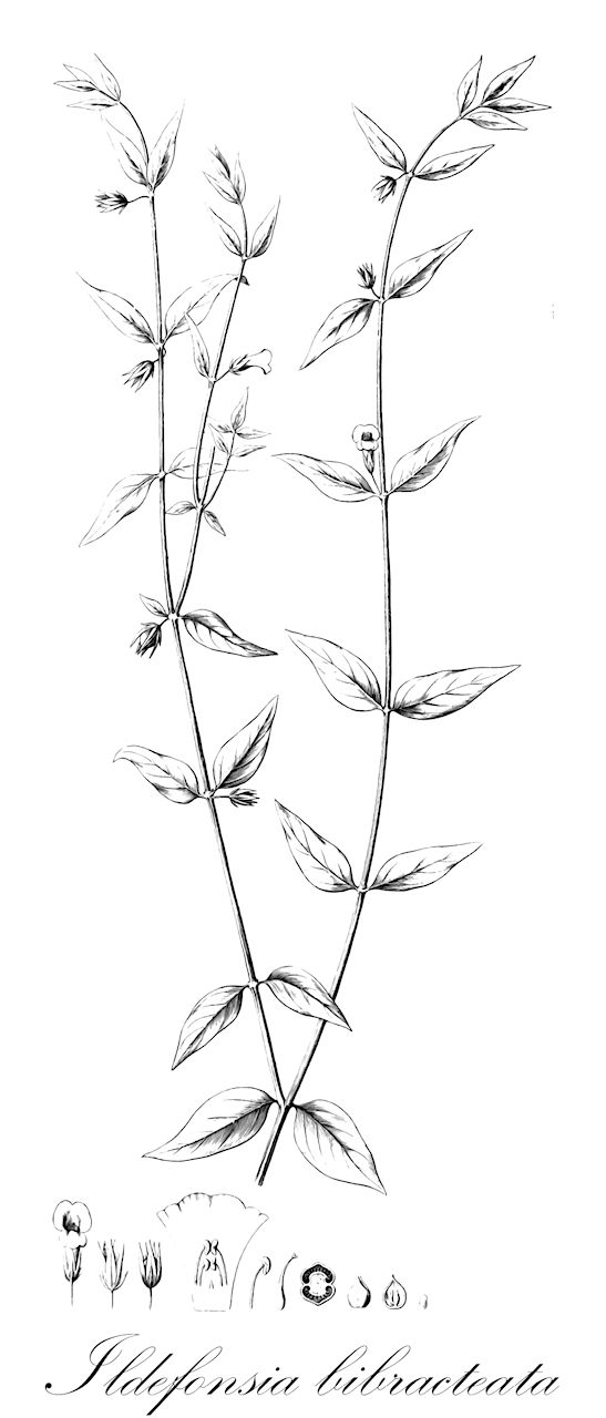 Ildefonsia bibracteata - Plantaginaceae,Plantae,Pteridobiotina,Angiosperms,Lamiales,Plantaginaceae,Ildefonsia,Ildefonsia bibracteata