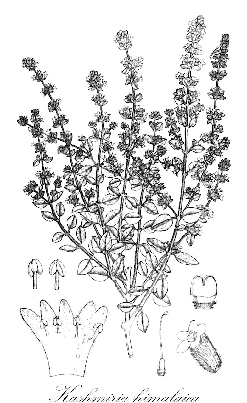 Kashmiria himalaica - Plantaginaceae,Plantae,Pteridobiotina,Angiosperms,Lamiales,Plantaginaceae,Kashmiria,Kashmiria himalaica,Falconeria himalaica, Wulfenia himalaica