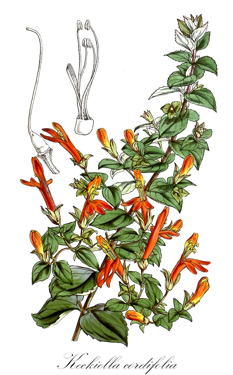 Keckiella cordifolia - Plantaginaceae,Plantae,Pteridobiotina,Angiosperms,Lamiales,Plantaginaceae,Keckiella,Keckiella cordifolia,Keckia cordifolia, Penstemon cordatus, Penstemon cordifolius,heartleaf keckiella
