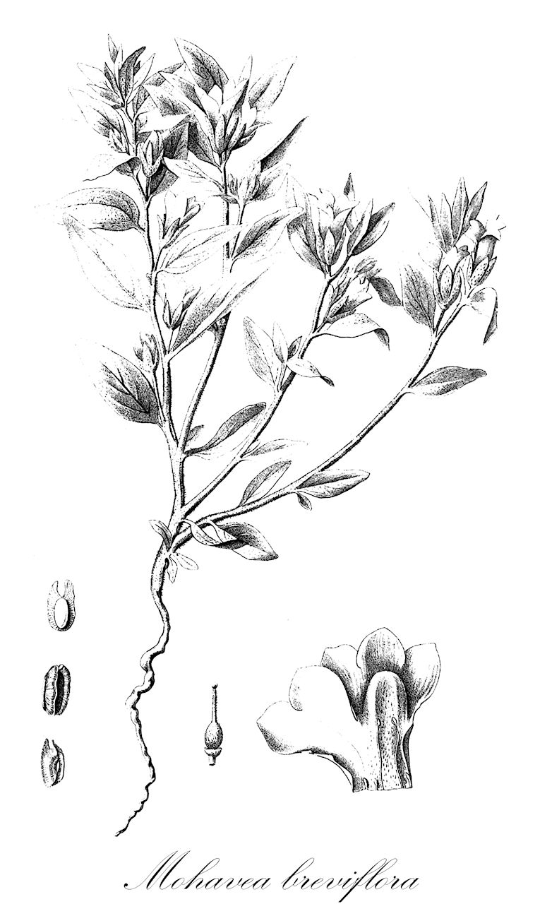 Mohavea breviflora - Plantaginaceae,Plantae,Pteridobiotina,Angiosperms,Lamiales,Plantaginaceae,Mohavea,Mohavea breviflora,Antirrhinum mohavea,desert snapdragon
