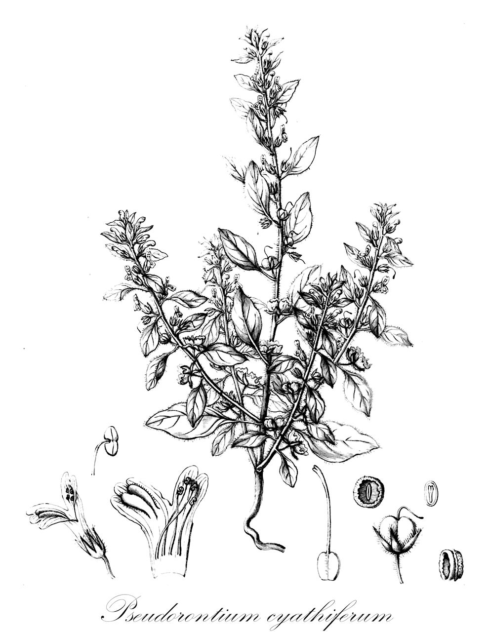 Pseudorontium cyathiferum - Plantaginaceae,Plantae,Pteridobiotina,Angiosperms,Lamiales,Plantaginaceae,Pseudorontium,Pseudorontium cyathiferum,Antirrhinum chytrospermum, Antirrhinum chytrospernum, Antirrhinum cyathiferum,dog's mouth
