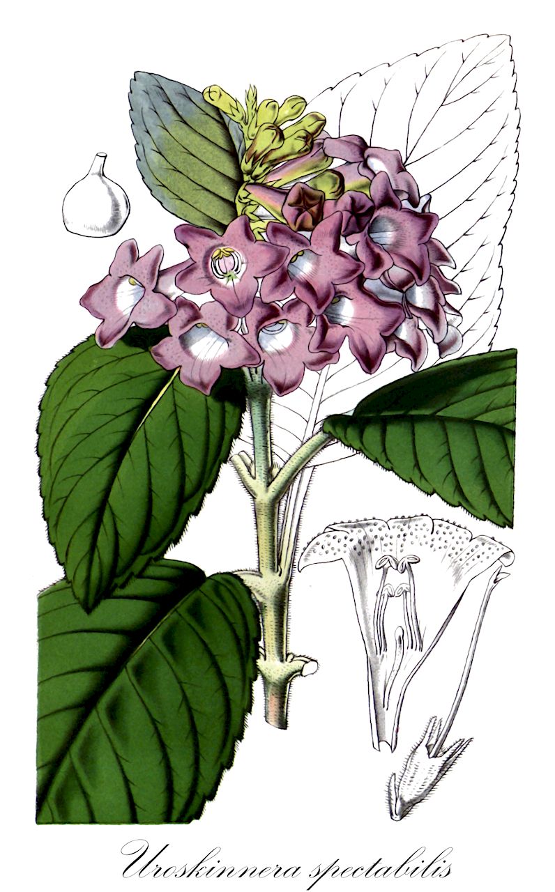 Uroskinnera spectabilis - Plantaginaceae,Plantae,Pteridobiotina,Angiosperms,Lamiales,Plantaginaceae,Uroskinnera,Uroskinnera spectabilis,Uroskinnera watsonii