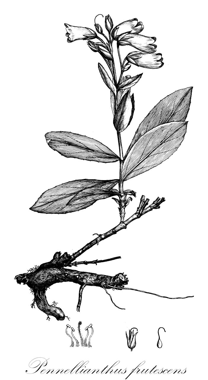 Pennellianthus frutescens - Plantaginaceae,Plantae,Pteridobiotina,Angiosperms,Lamiales,Plantaginaceae,Pennellianthus,Pennellianthus frutescens,Chelone frutescens, Digitalis ambigua, Digitalis dasyantha, Leiostemon frutescens, Penstemon frutescens