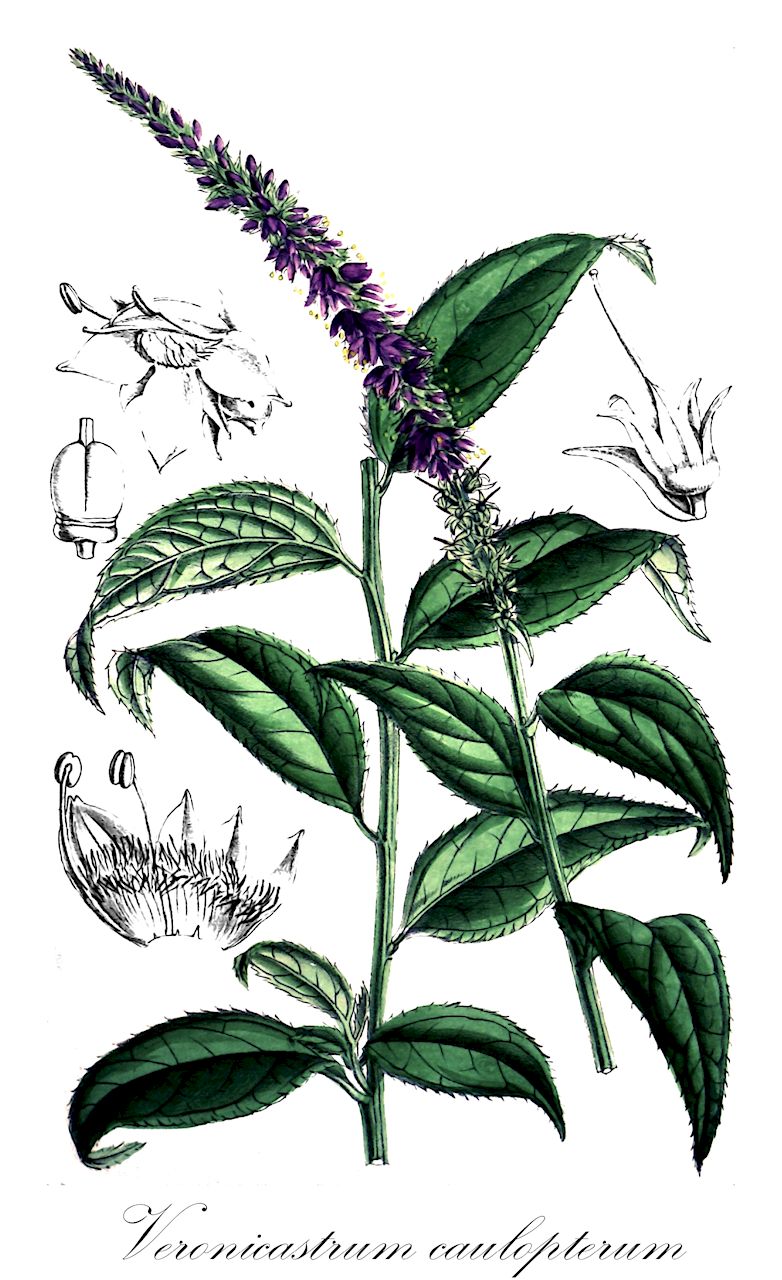 Veronicastrum caulopterum - Plantaginaceae,Plantae,Pteridobiotina,Angiosperms,Lamiales,Plantaginaceae,Veronicastrum,Veronicastrum caulopterum,Botryopleuron caulopterum, Calorhabdos cauloptera, Veronica martini